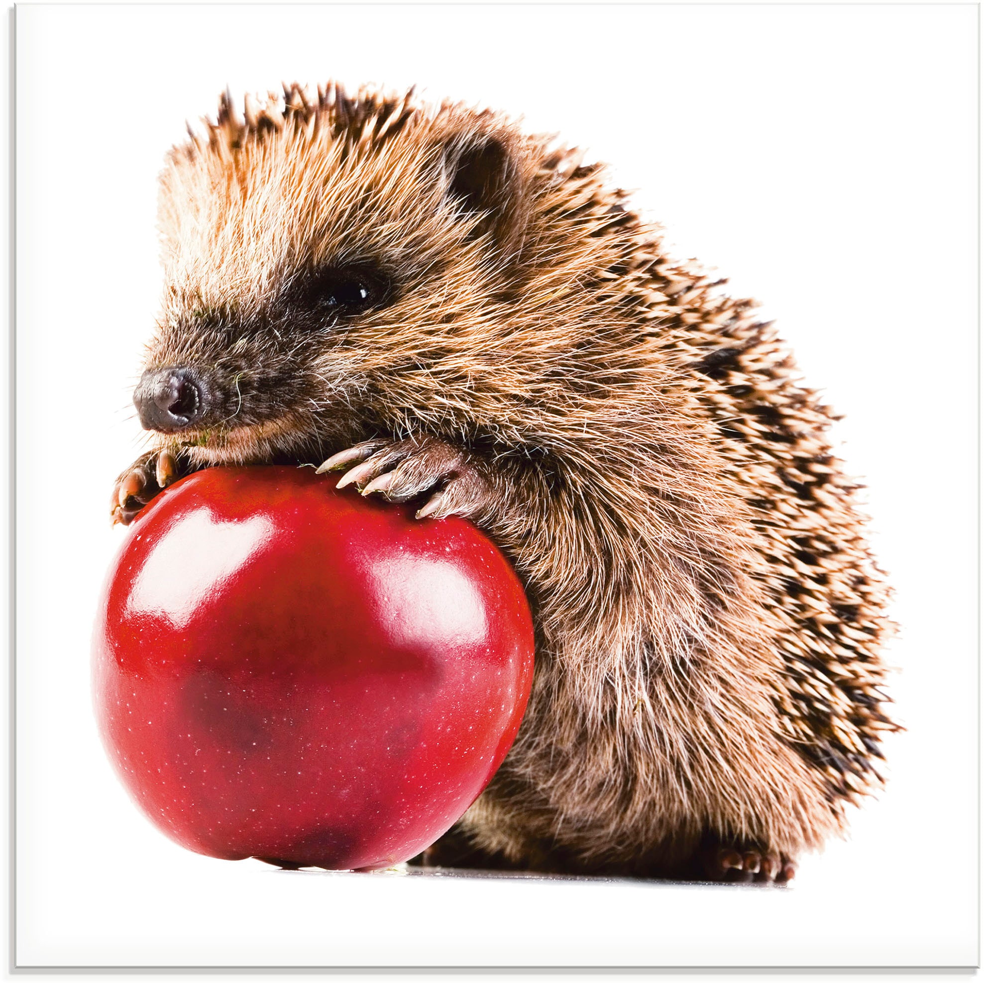 Image of Artland Glasbild "Glücklicher Igel" Wildtiere 1 Stk. tlg. in verschiedenen Grössen