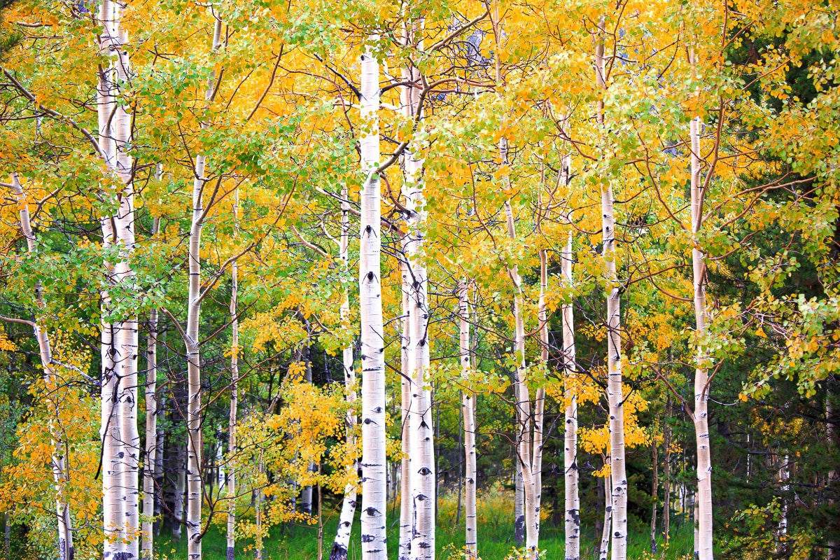 Image of Papermoon Fototapete "Herbst Birkenwald"