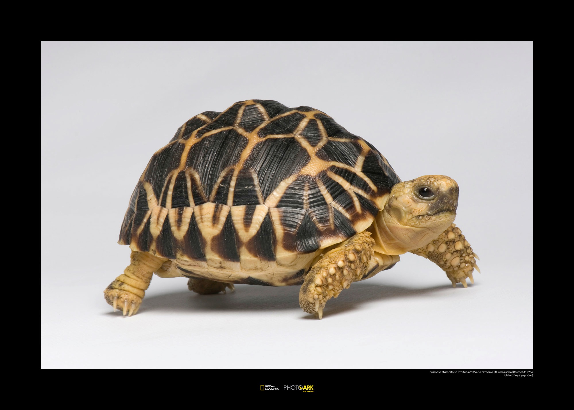 Image of Komar Poster »Burmese Star Tortoise«, Tiere, Höhe: 50cm bei Ackermann Versand Schweiz