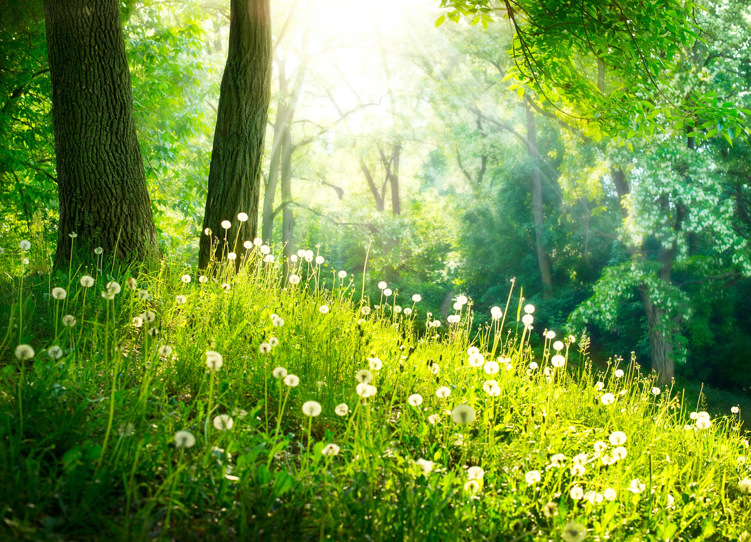 Image of Papermoon Fototapete "Green Grass and Trees" glatt