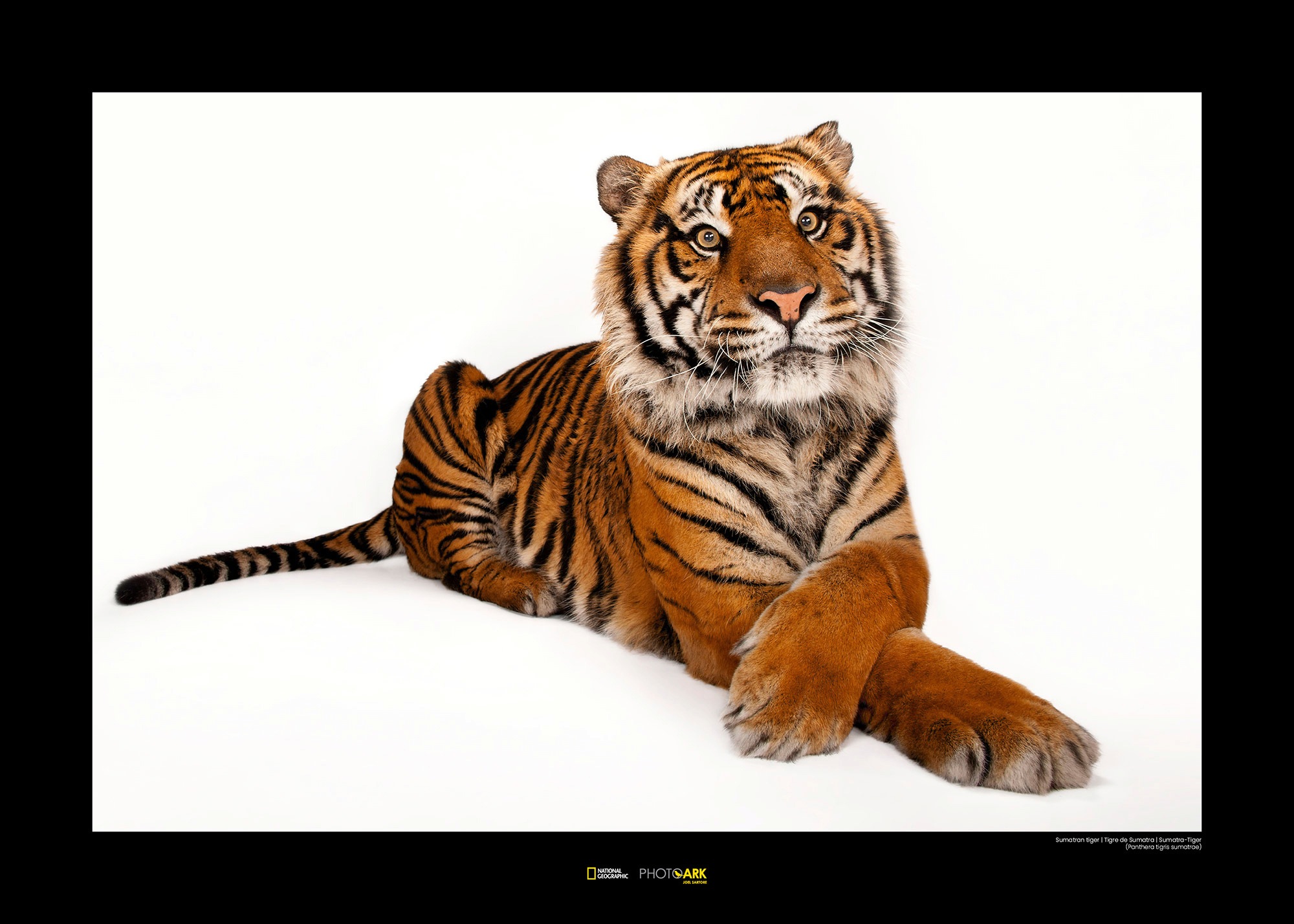 Image of Komar Poster »Sumatran Tiger«, Tiere, Höhe: 30cm bei Ackermann Versand Schweiz