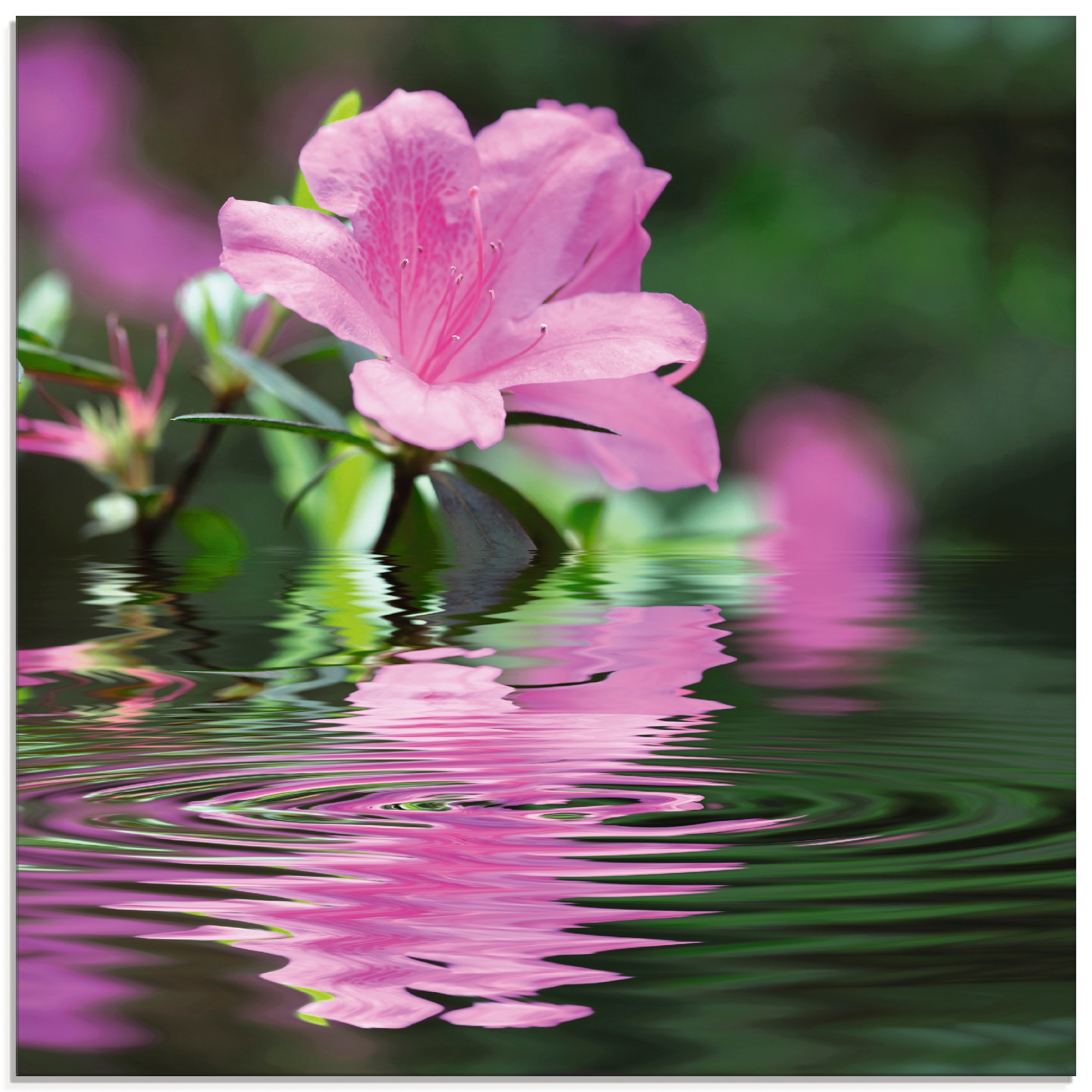 Image of Artland Glasbild "Azalee" Blumen 1 Stk. tlg. in verschiedenen Grössen