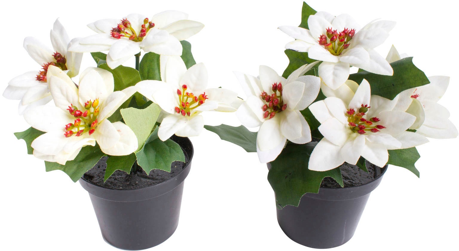 Image of Botanic-Haus Künstliche Zimmerpflanze »Mini-Poinsettie im Kunststofftopf«, (Set, 2 St.) bei Ackermann Versand Schweiz