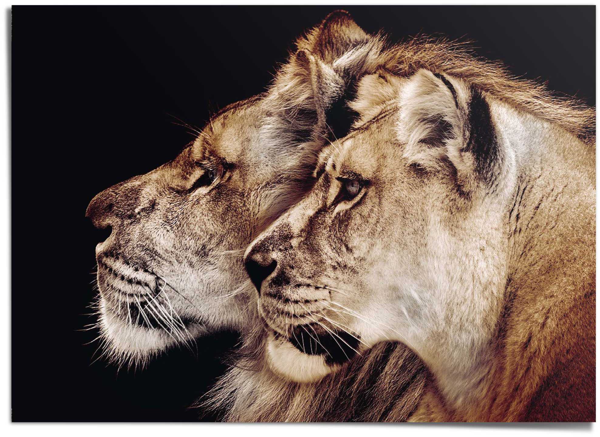 Image of Reinders! Poster »Löwe und Löwin« bei Ackermann Versand Schweiz