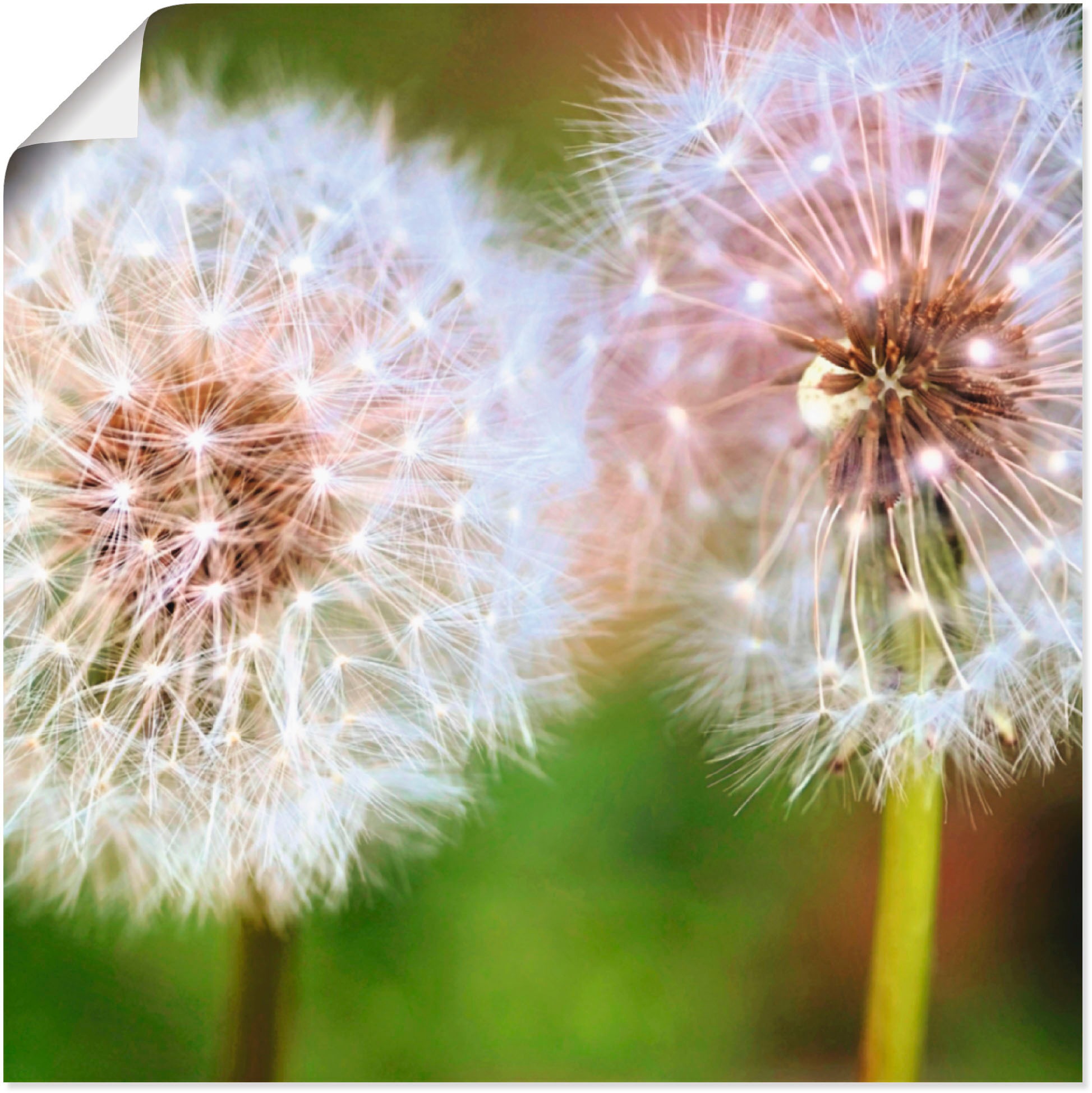 Image of Artland Wandbild »Pusteblume Zweisamkeit«, Blumen, (1 St.), in vielen Grössen & Produktarten - Alubild / Outdoorbild für den Aussenbereich, Leinwandbild, Poster, Wandaufkleber / Wandtattoo auch für Badezimmer geeignet bei Ackermann Versand Schweiz