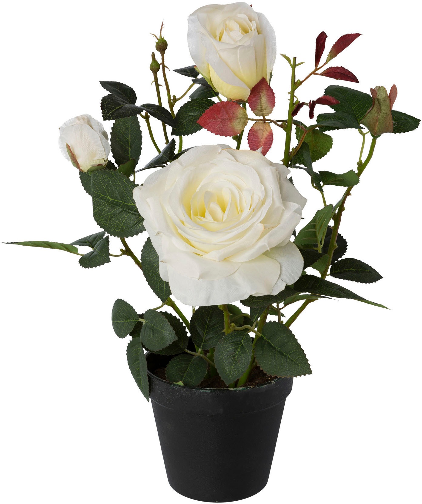 Image of Creativ green Kunstpflanze »Rosenstock«, (1 St.), im Kunststofftopf bei Ackermann Versand Schweiz