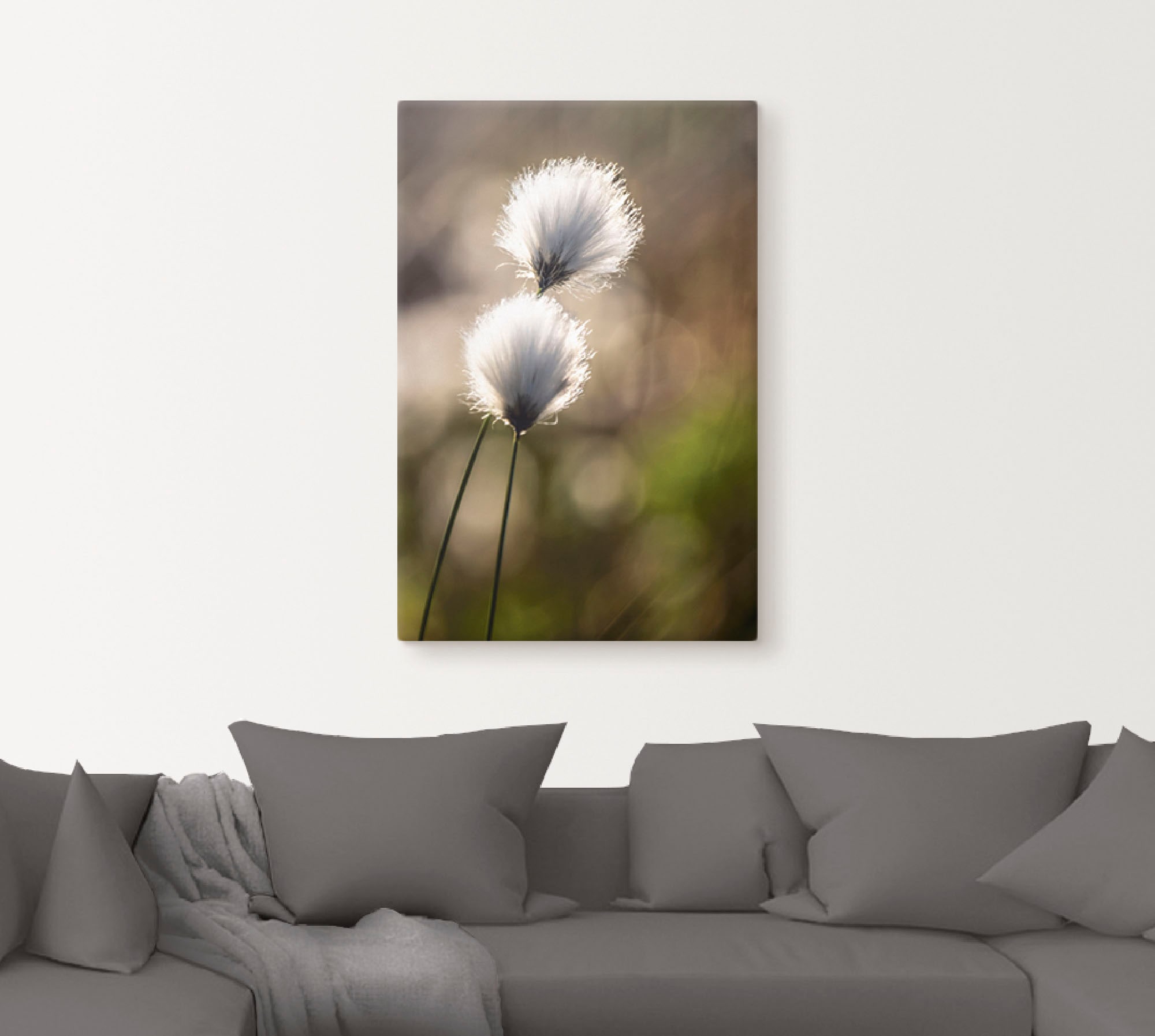 Artland Wandbild »Wollgras I«, Gräser, (1 St.), als Alubild, Outdoorbild, Leinwandbild, Poster in verschied. Grössen