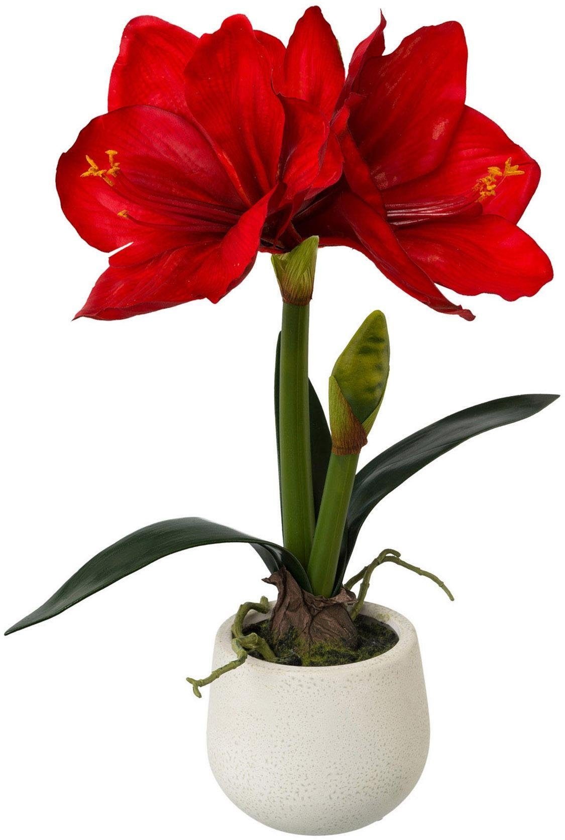 Image of my home Kunstblume »Amaryllis«, (1 St.) bei Ackermann Versand Schweiz