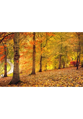 Fototapete »Herbstwald«