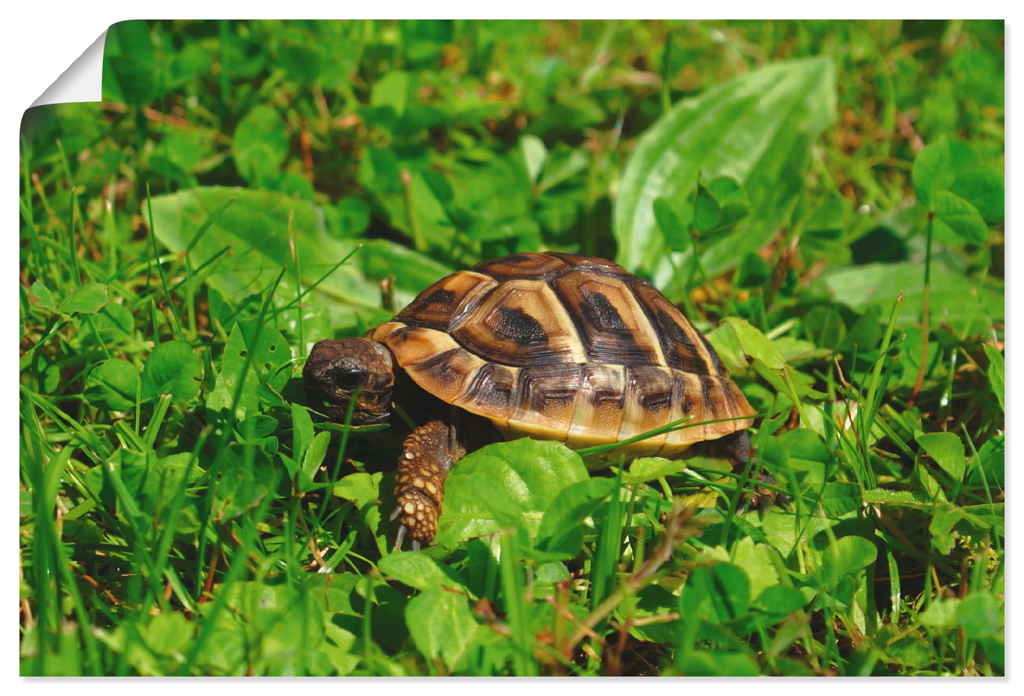 Image of Artland Poster "Griechische Landschildkröten Baby" Reptilien 1 Stk. tlg. ohne Rahmen