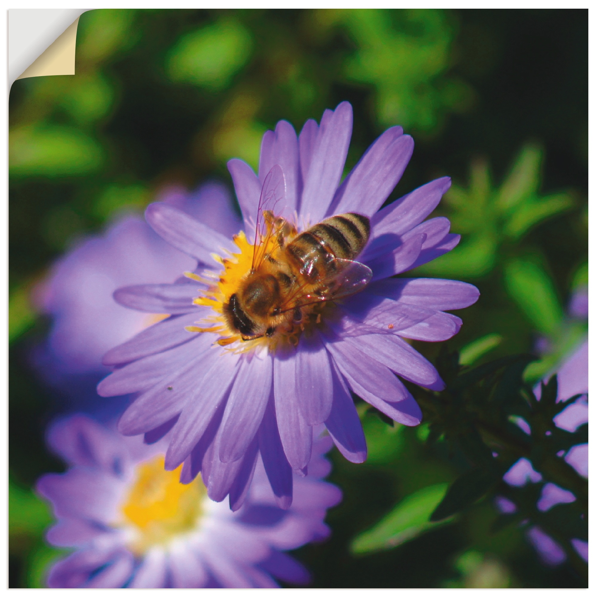 Image of Artland Wandbild »Honigbiene auf lila Aster«, Insekten, (1 St.), in vielen Grössen & Produktarten - Alubild / Outdoorbild für den Aussenbereich, Leinwandbild, Poster, Wandaufkleber / Wandtattoo auch für Badezimmer geeignet bei Ackermann Versand Schweiz