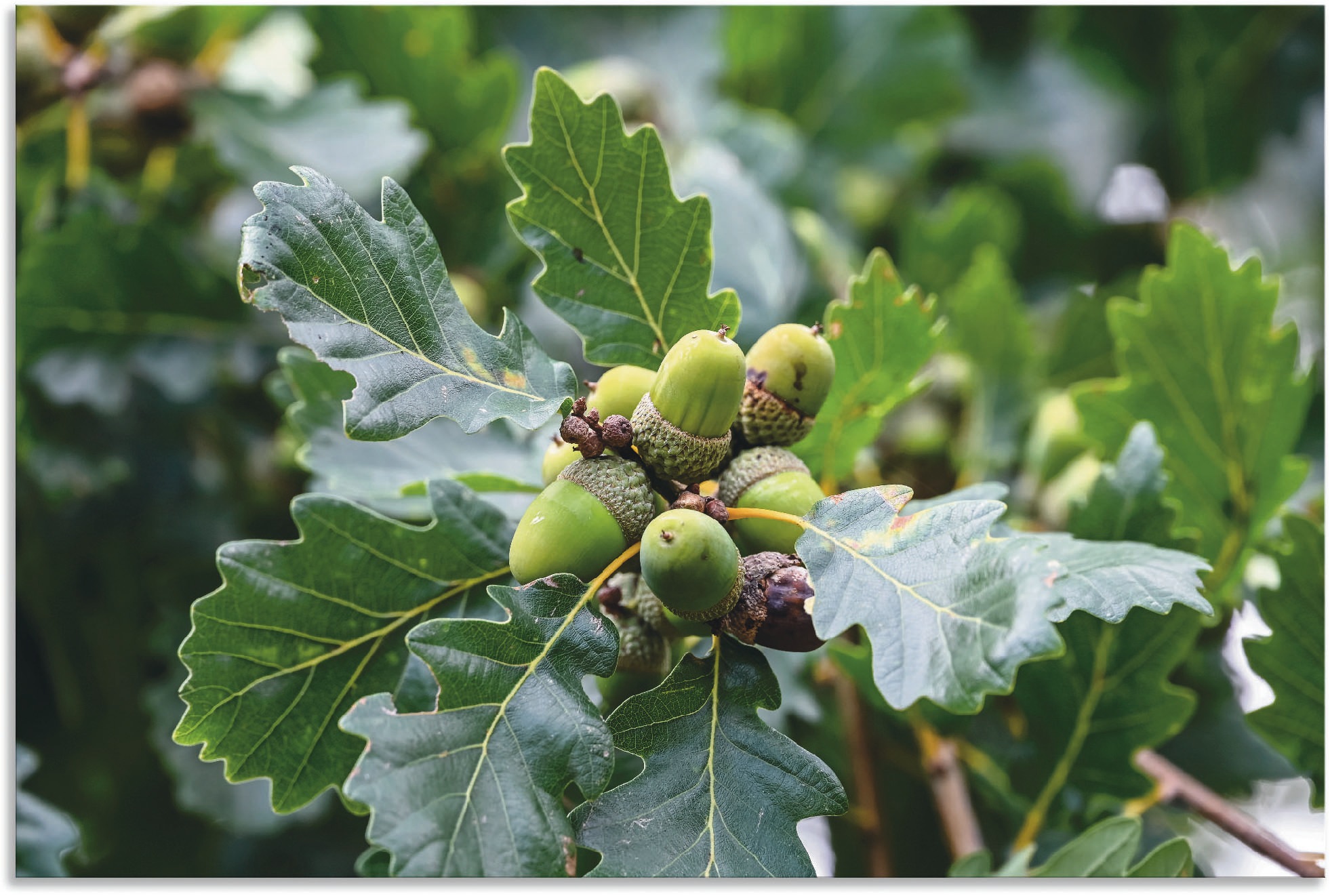 Image of Artland Wandbild »Nahaufnahme von Haselnüssen«, Blätterbilder, (1 St.), in vielen Grössen & Produktarten - Alubild / Outdoorbild für den Aussenbereich, Leinwandbild, Poster, Wandaufkleber / Wandtattoo auch für Badezimmer geeignet bei Ackermann Versand Sch