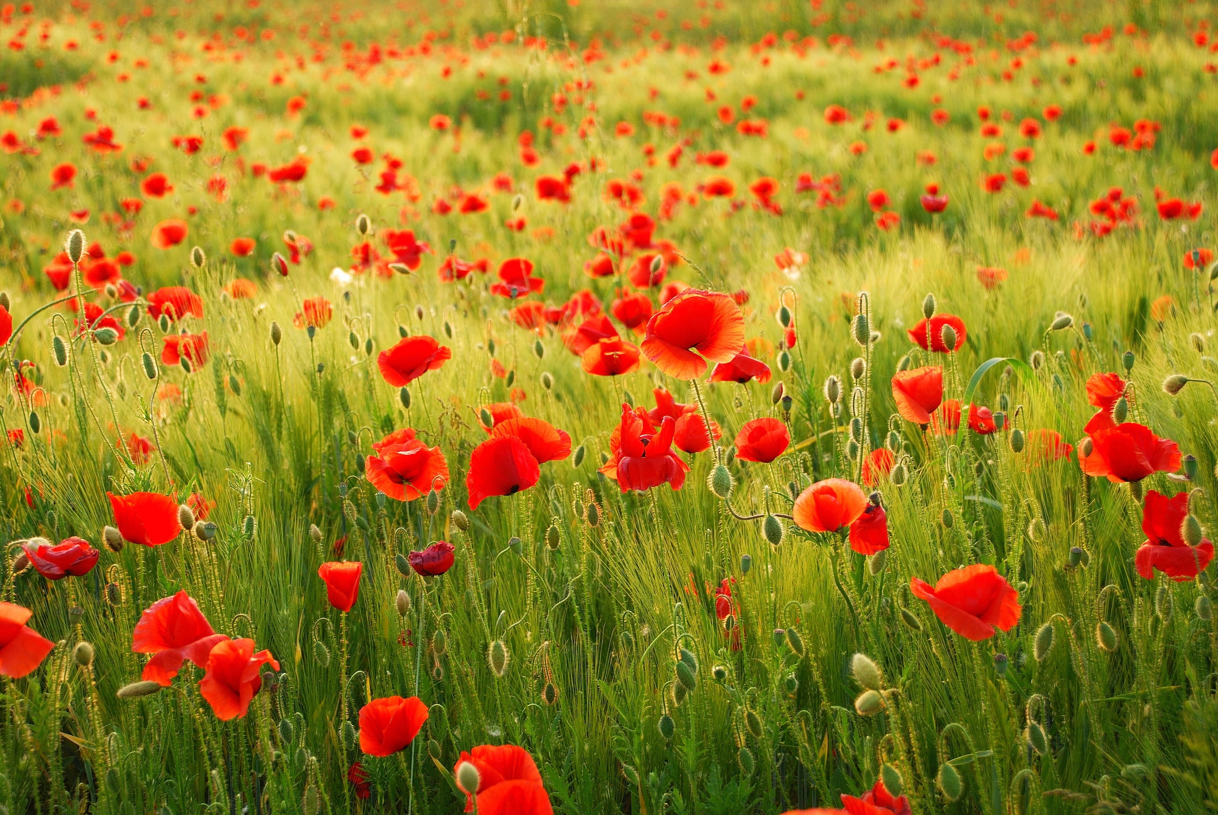 Image of Papermoon Fototapete "Field of Poppies" glatt