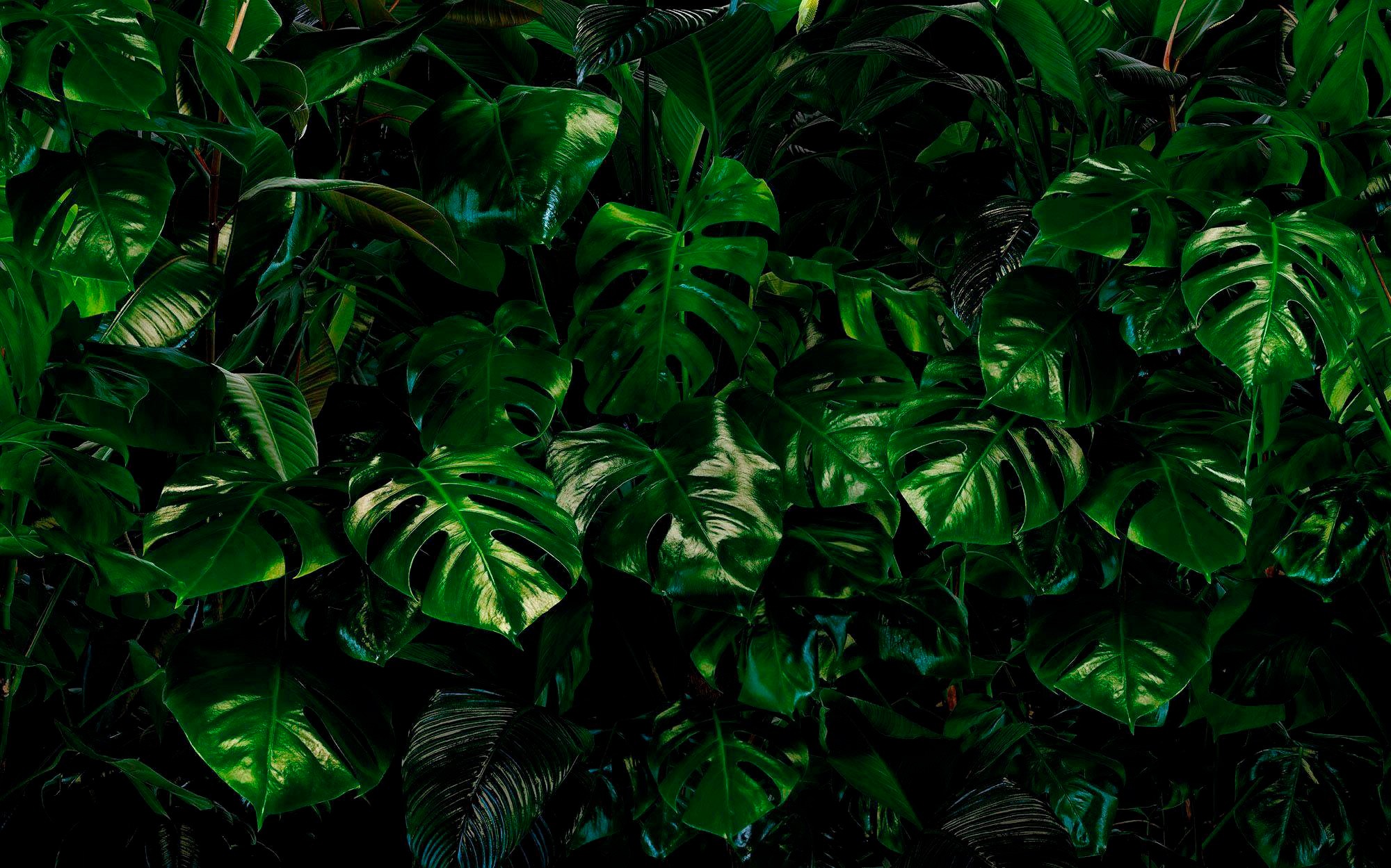 Image of Komar Vliestapete »Pure Tropical Wall«, naturalistisch bei Ackermann Versand Schweiz