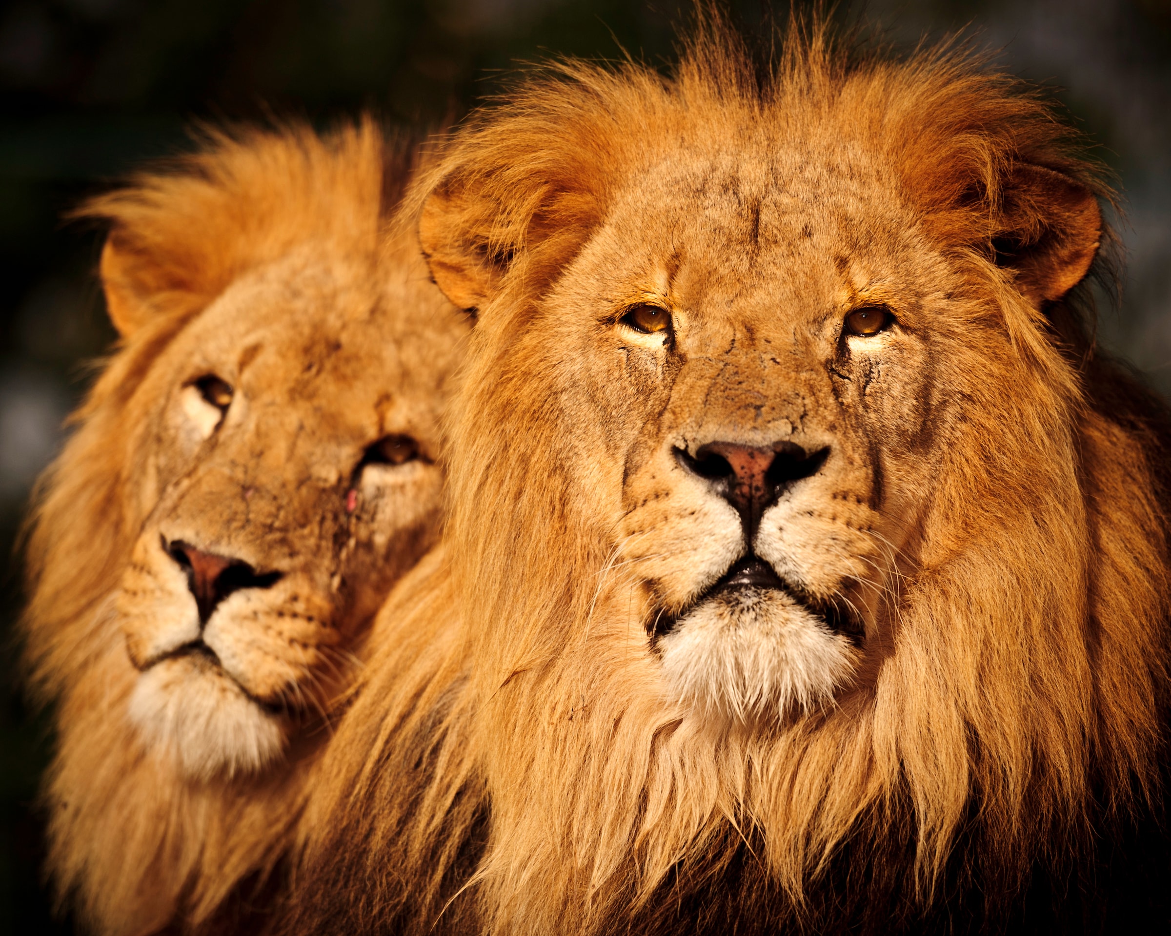 Image of Papermoon Fototapete "Male Lions" glatt
