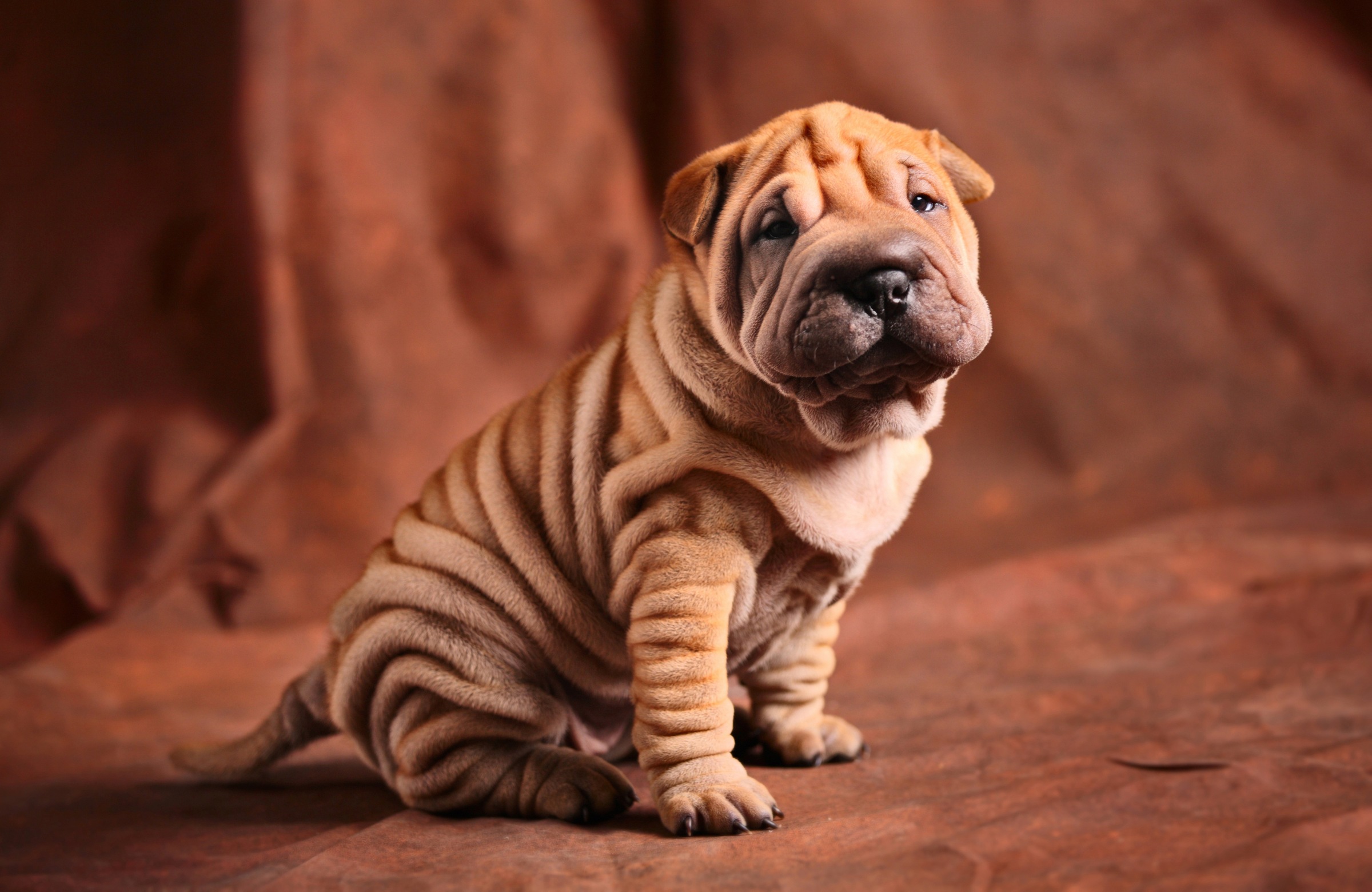Image of Papermoon Fototapete "BULLDOG-TIERE HUND BULLDOGE HUNDE BLUMEN NATUR WANDDEKO"
