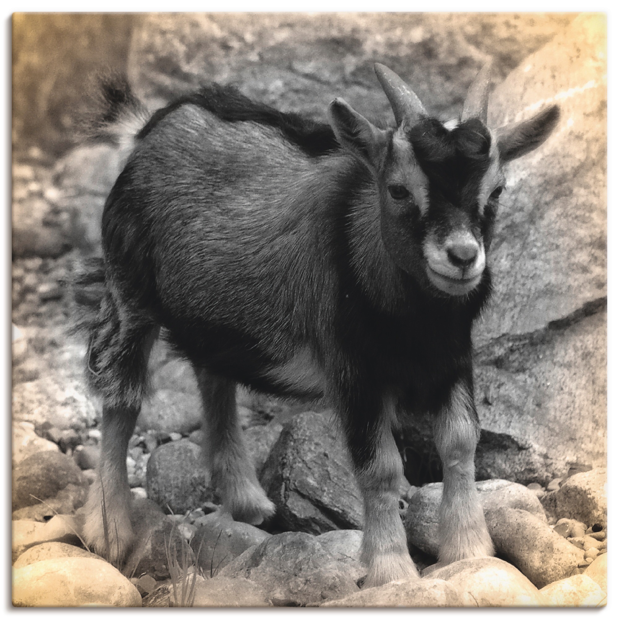 Image of Artland Wandbild »Zwergziegen Baby Kontakt«, Haustiere, (1 St.), in vielen Grössen & Produktarten - Alubild / Outdoorbild für den Aussenbereich, Leinwandbild, Poster, Wandaufkleber / Wandtattoo auch für Badezimmer geeignet bei Ackermann Versand Schweiz