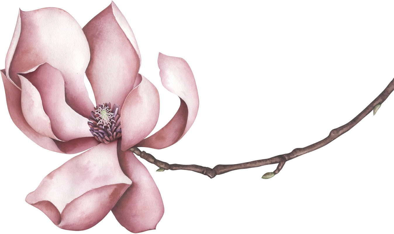 Image of queence Wandtattoo "Sabrina" Wandbild, Sticker, rosa, Blume, Blüte, selbstklebend