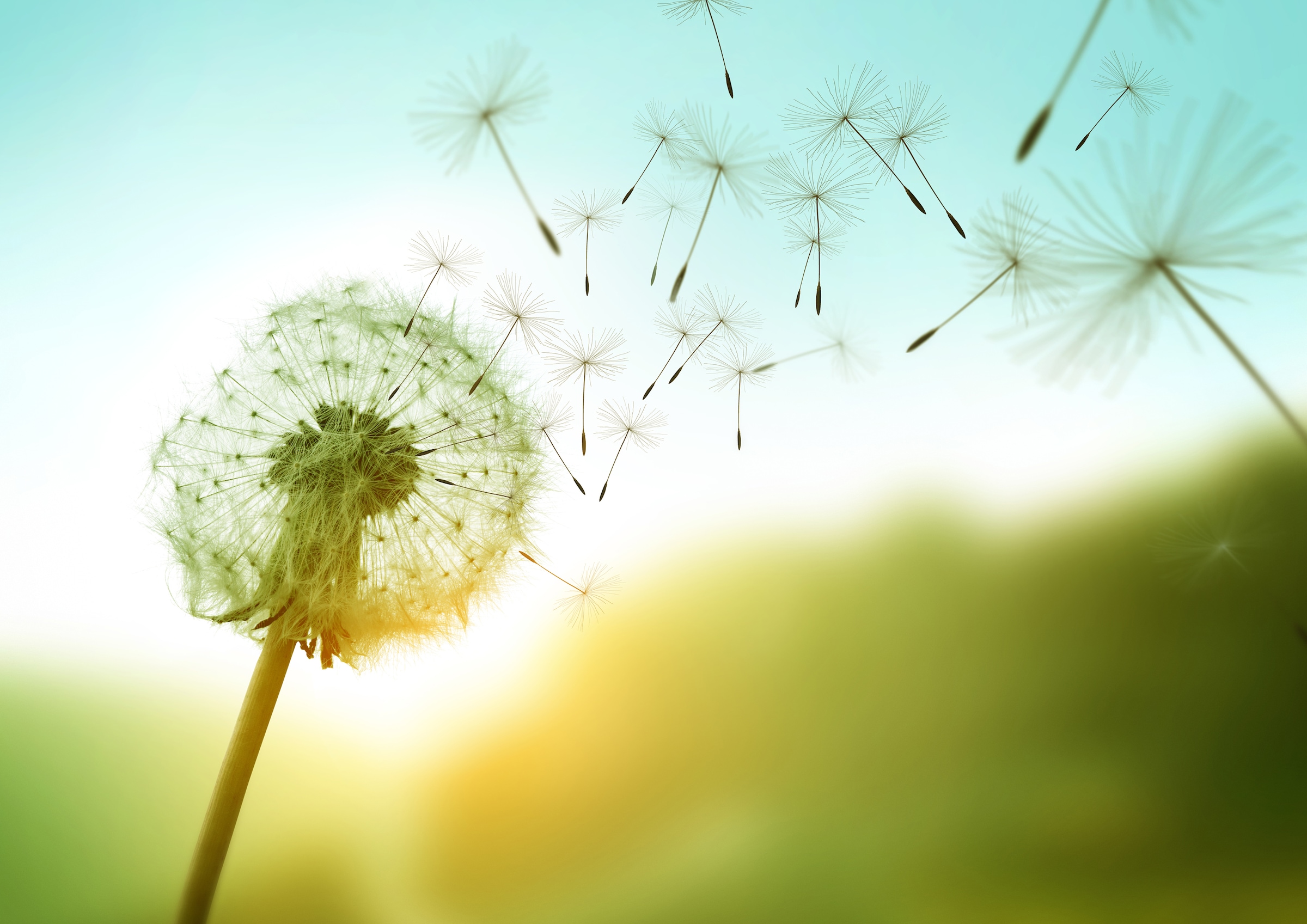 Image of Papermoon Fototapete "Dandelion in the Wind" glatt