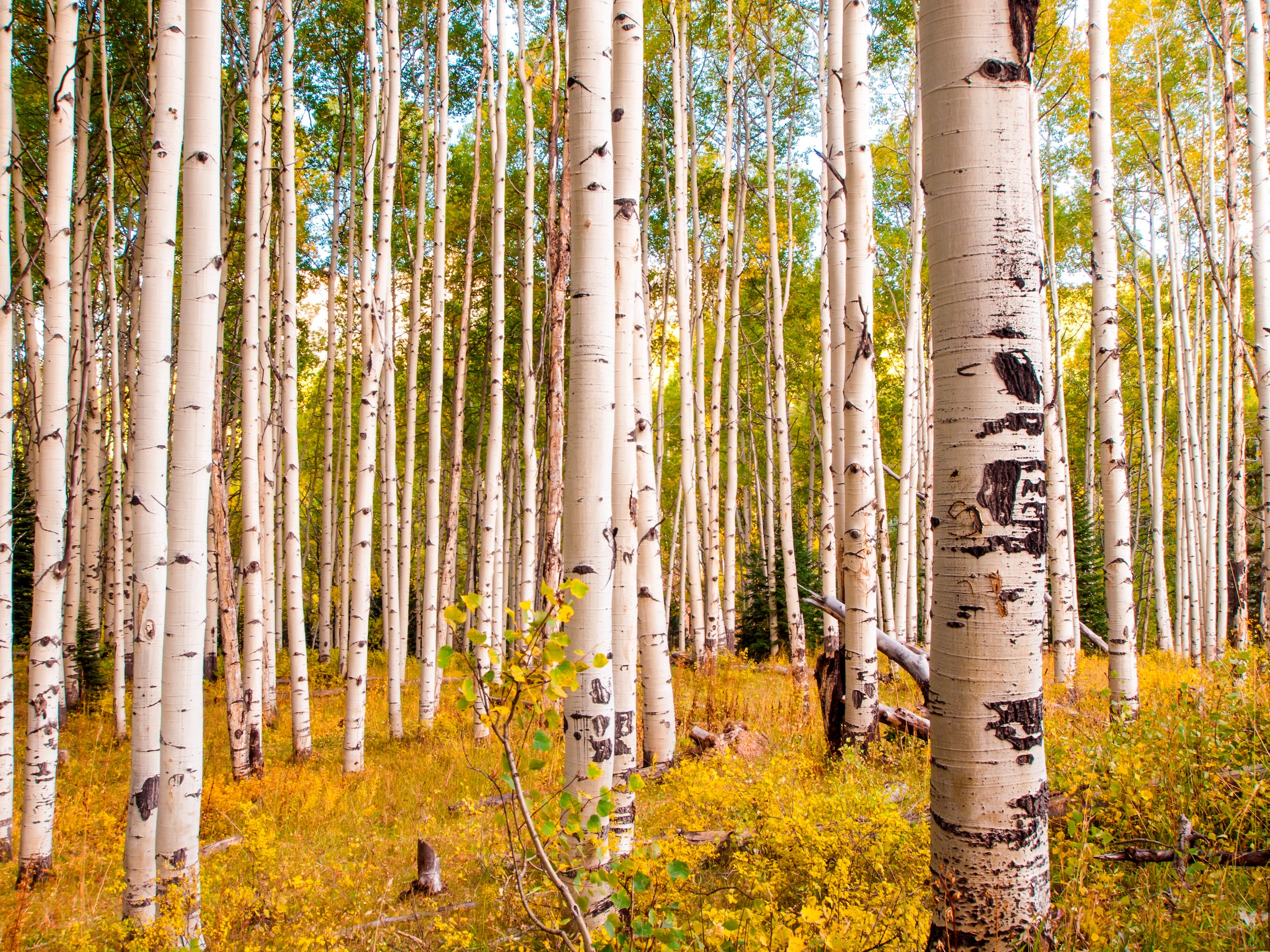 Image of Papermoon Fototapete "Birches in Colorado Rocky Mountains" glatt
