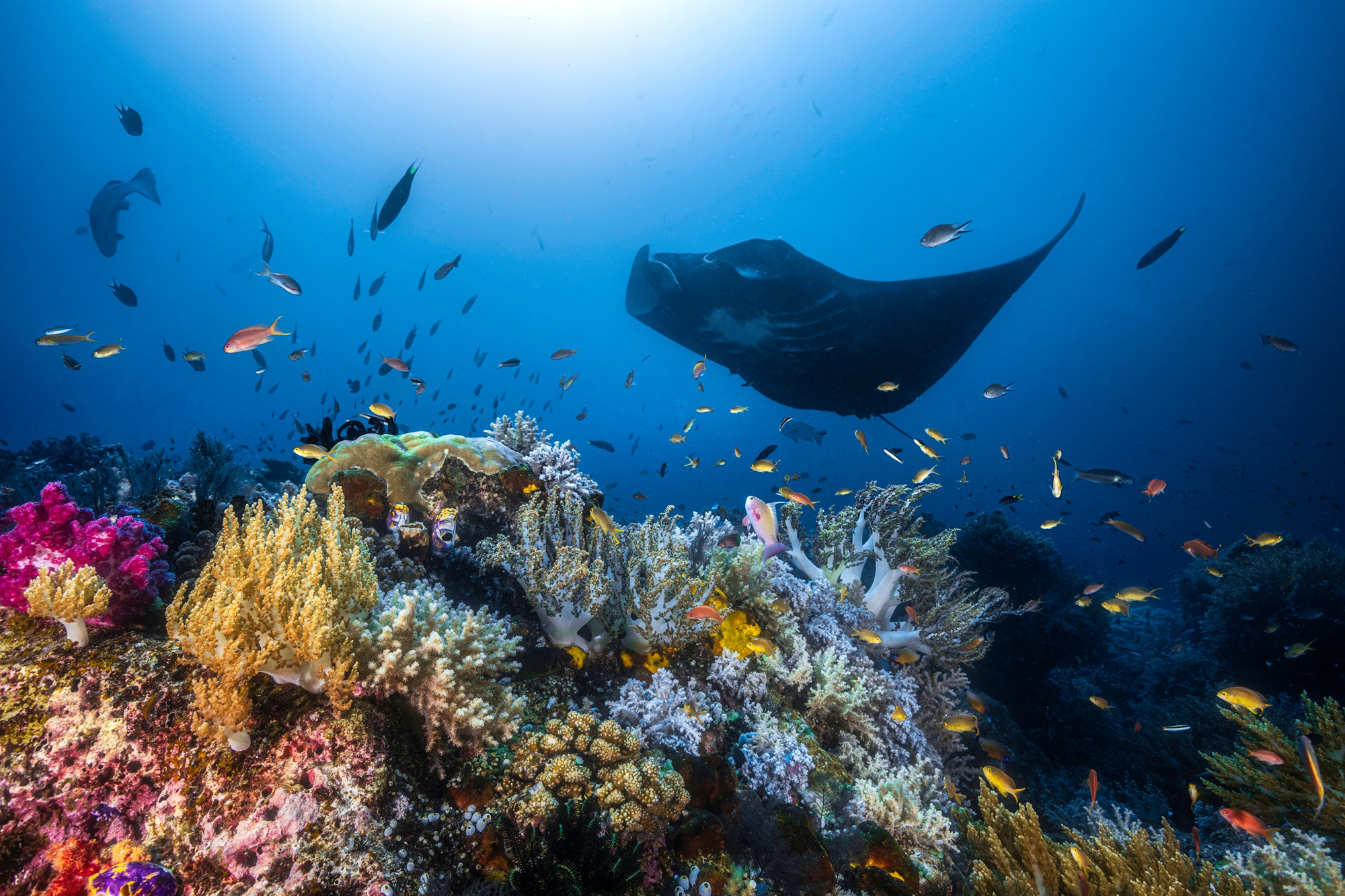 Papermoon Papier peint photo »Photo-Art  BARATHIEU GABRIEL, MANTA REEF AUF DEM RIFF«