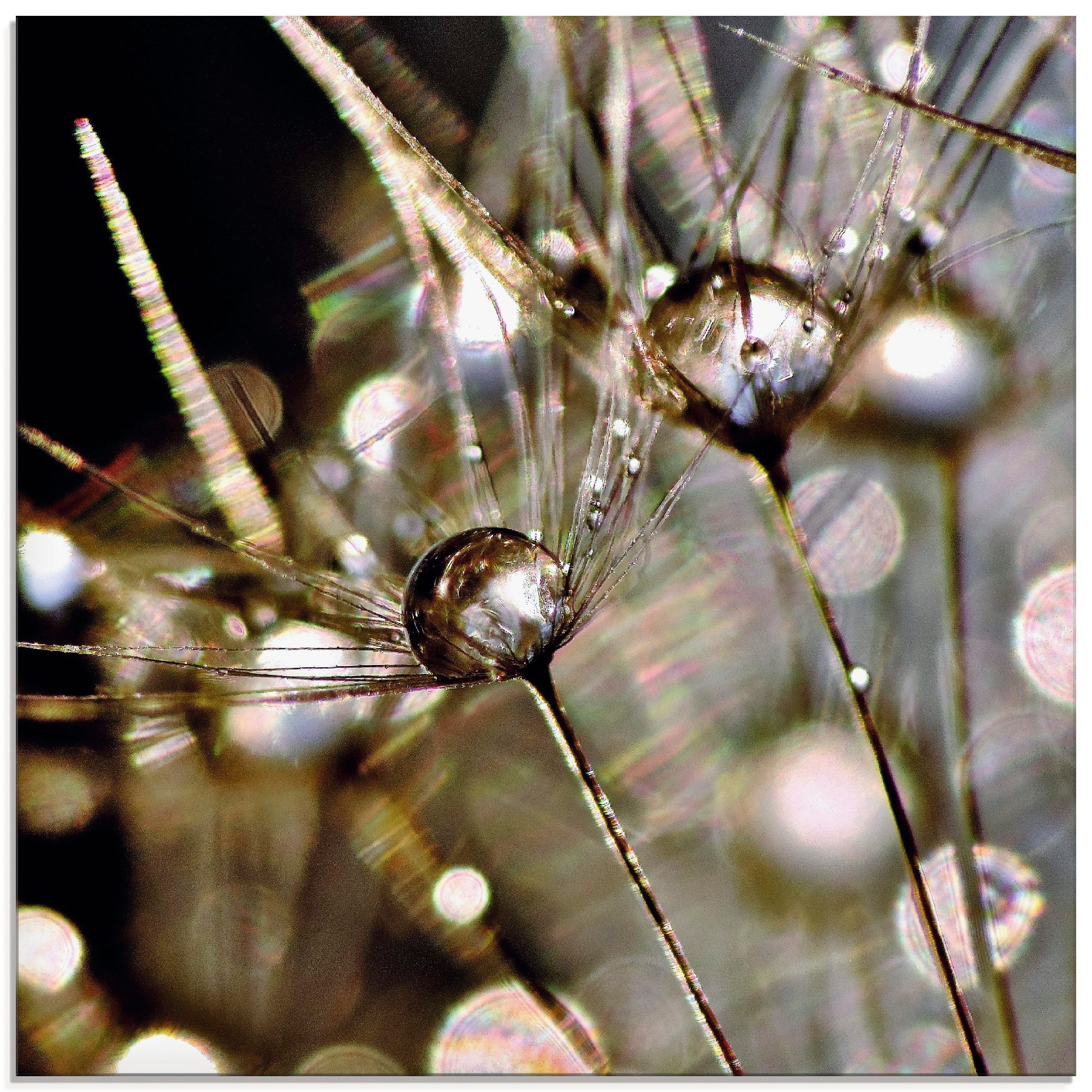 Image of Artland Glasbild "Pusteblume mit Wasserperlen" Blumen 1 Stk. tlg. in verschiedenen Grössen