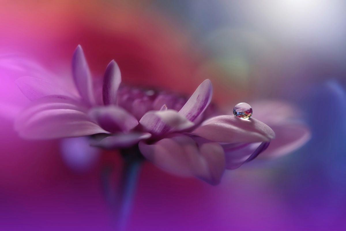 Papermoon Papier peint photo »Zen Wassertropfen mit Blume Makro«