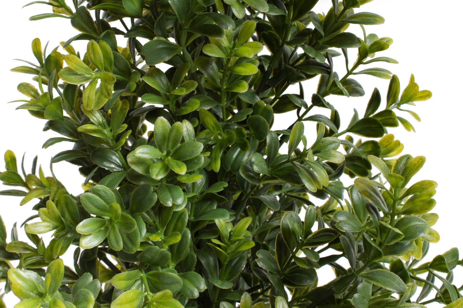 Botanic-Haus kaufen Topf« »Buchsbaum Künstliche Zimmerpflanze im jetzt