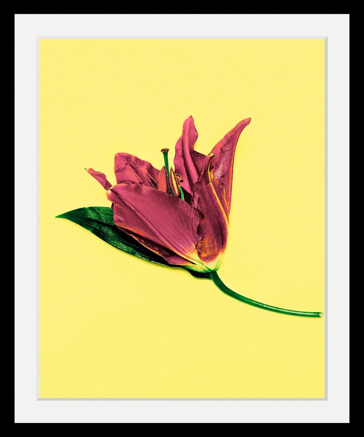 queence Bild »Blume«, Blumen-Blumenbilder-Pflanzen-Kunst, HD Premium Poster-Druck inkl. Holzrahmen