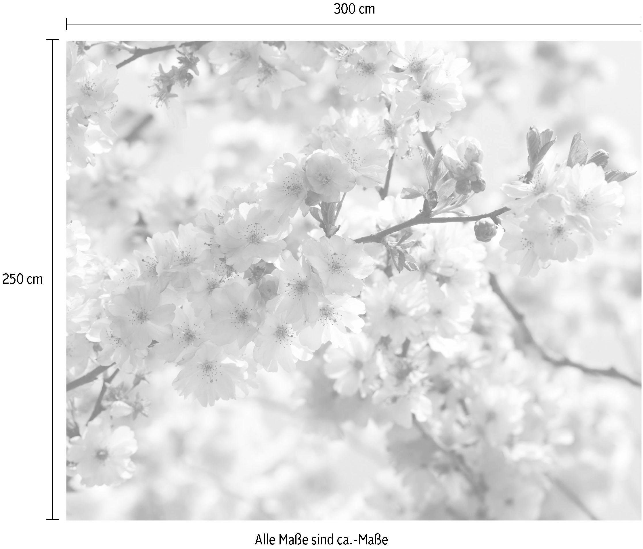 Komar Papier peint intissé »Digitaldruck Vlies -  Spring - Grösse 300 x 250 cm« imprimé Wohnzimmer, Schlafzimmer