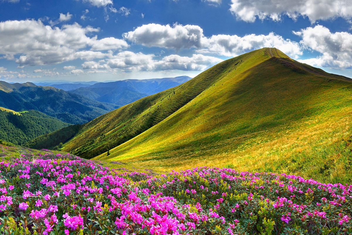 Papermoon Fototapete »Feldweg«