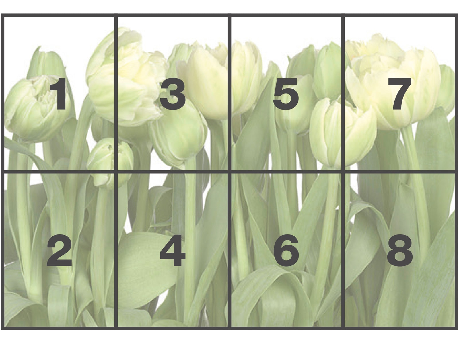 Komar Fototapete »Papier Fototapete - Tulips - Grösse 368 x 254 cm« Motiv | bedruckt glatt