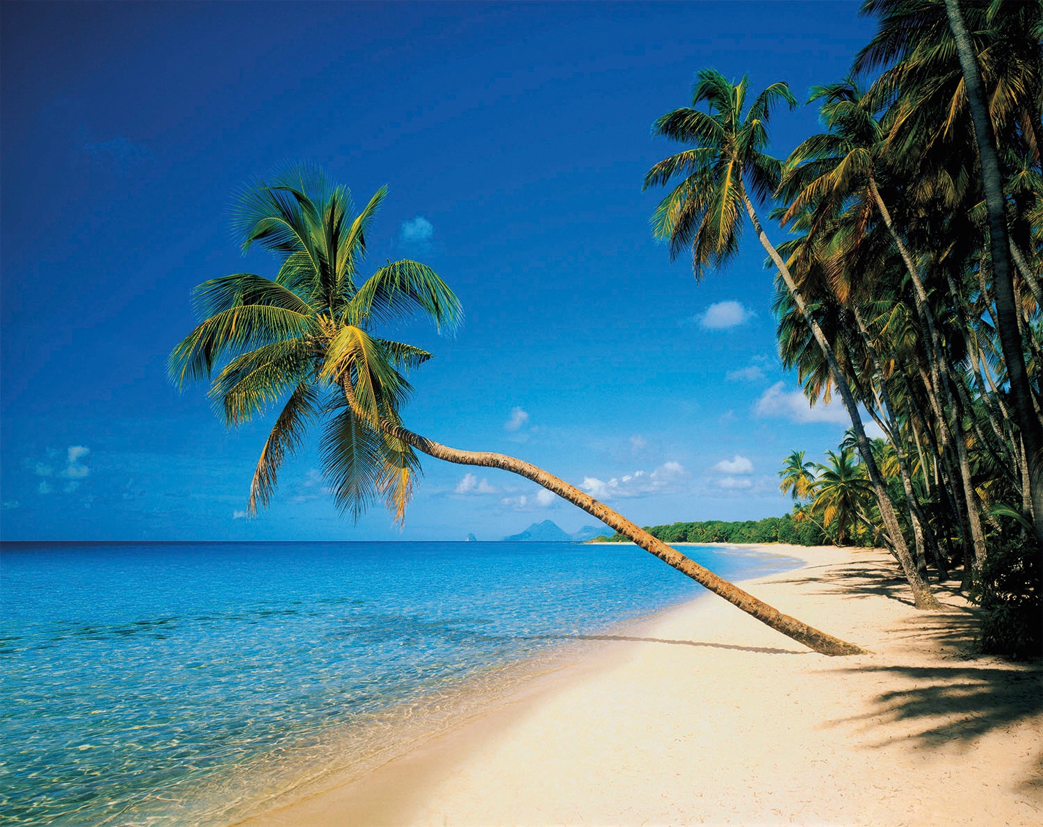Image of Papermoon Fototapete "Leaning Palms" glatt