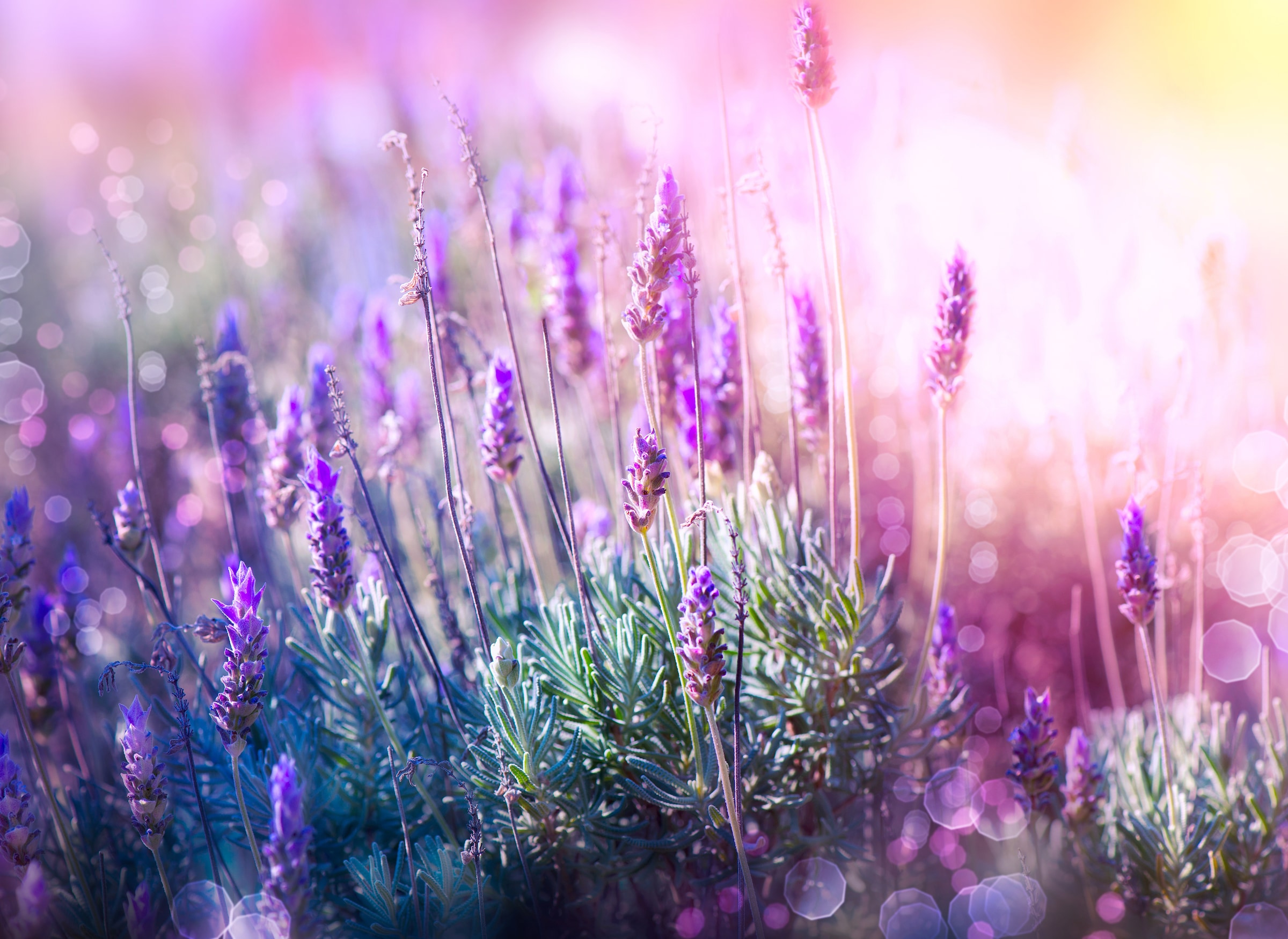Image of Papermoon Fototapete "Lavender Field" glatt