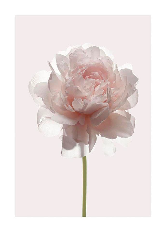 Image of Komar Poster »Rose«, Blumen, Höhe: 70cm bei Ackermann Versand Schweiz