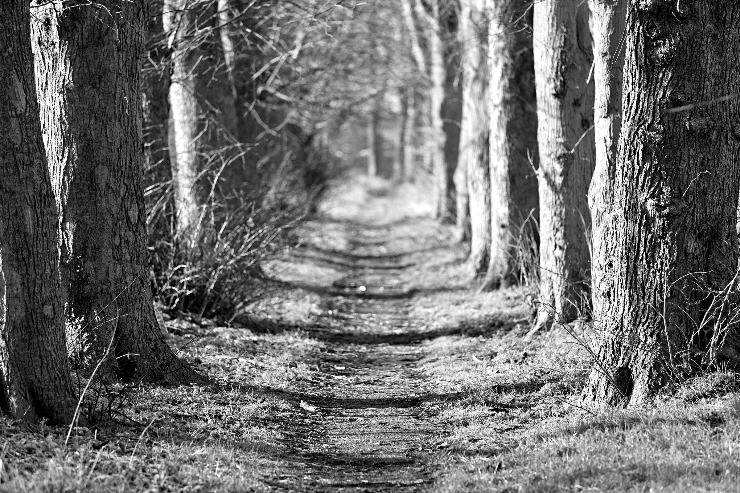 Image of Papermoon Fototapete "Waldweg Schwarz & Weiss"