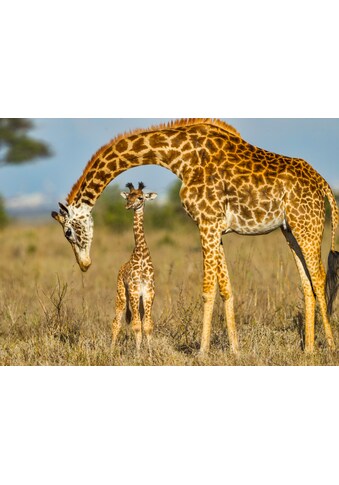 Fototapete »Masai Giraffe Protecting Baby«