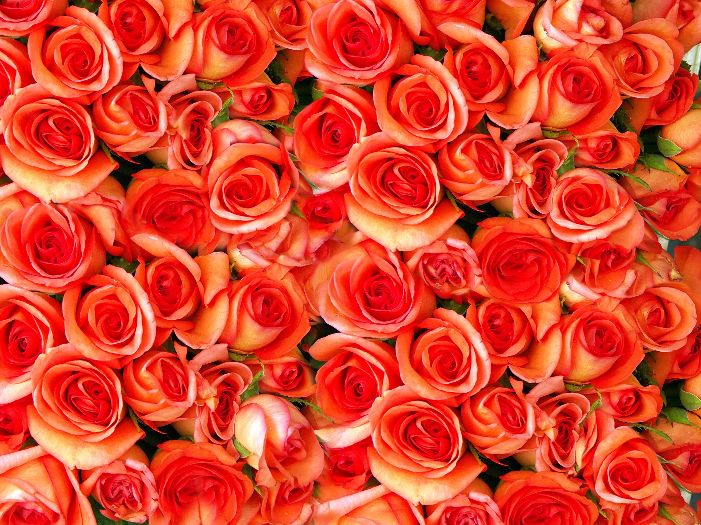 Image of Papermoon Fototapete "Orange Roses" glatt