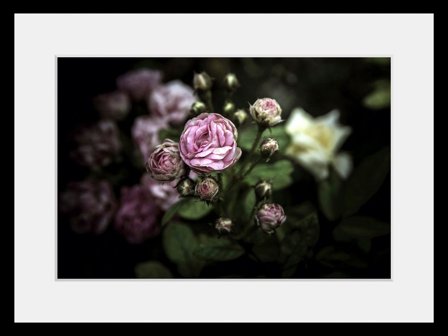 Image of queence Bild »Ashley«, Blumen, (1 St.) bei Ackermann Versand Schweiz