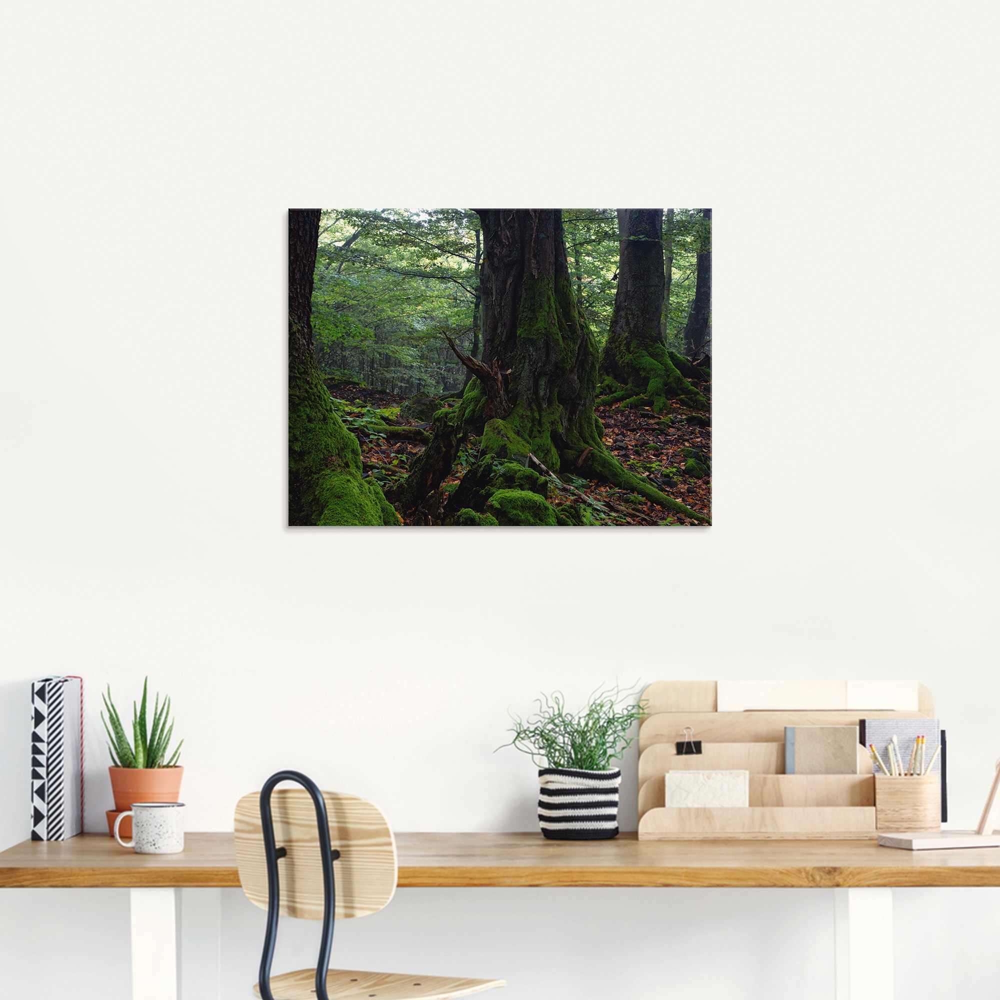 Artland Glasbild »Alte Bäume am Kraterrand«, Wald, (1 St.), in verschiedenen Grössen