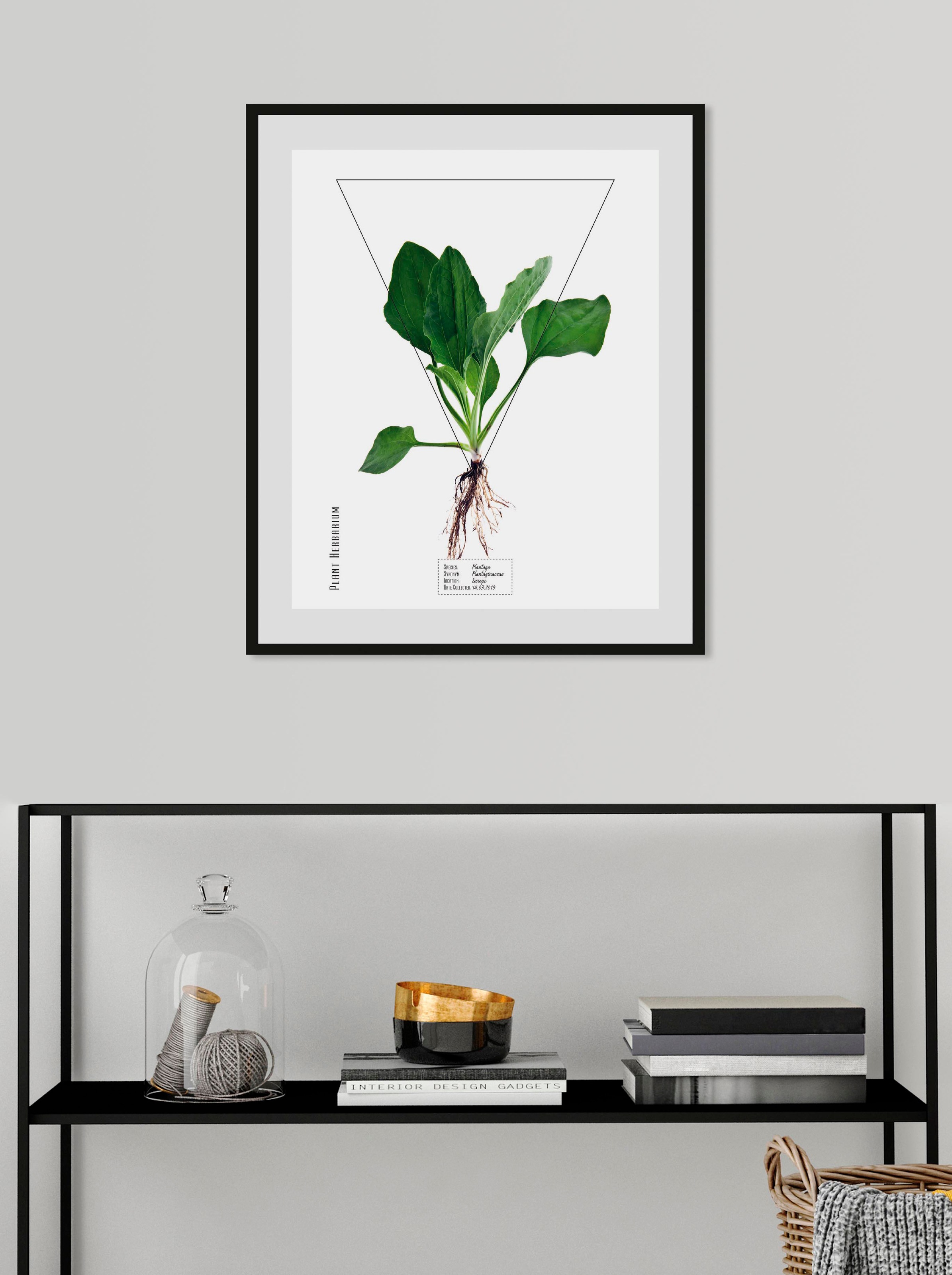 Image of queence Bild "Plantago" 1 Stk. tlg.