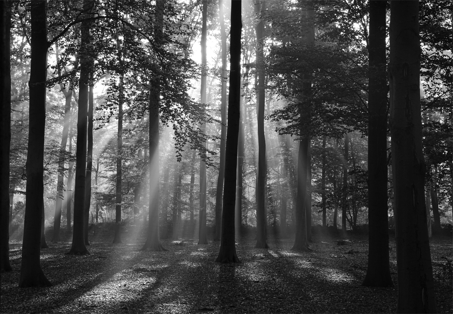 Image of Papermoon Fototapete "Forrest morning in black & white" glatt