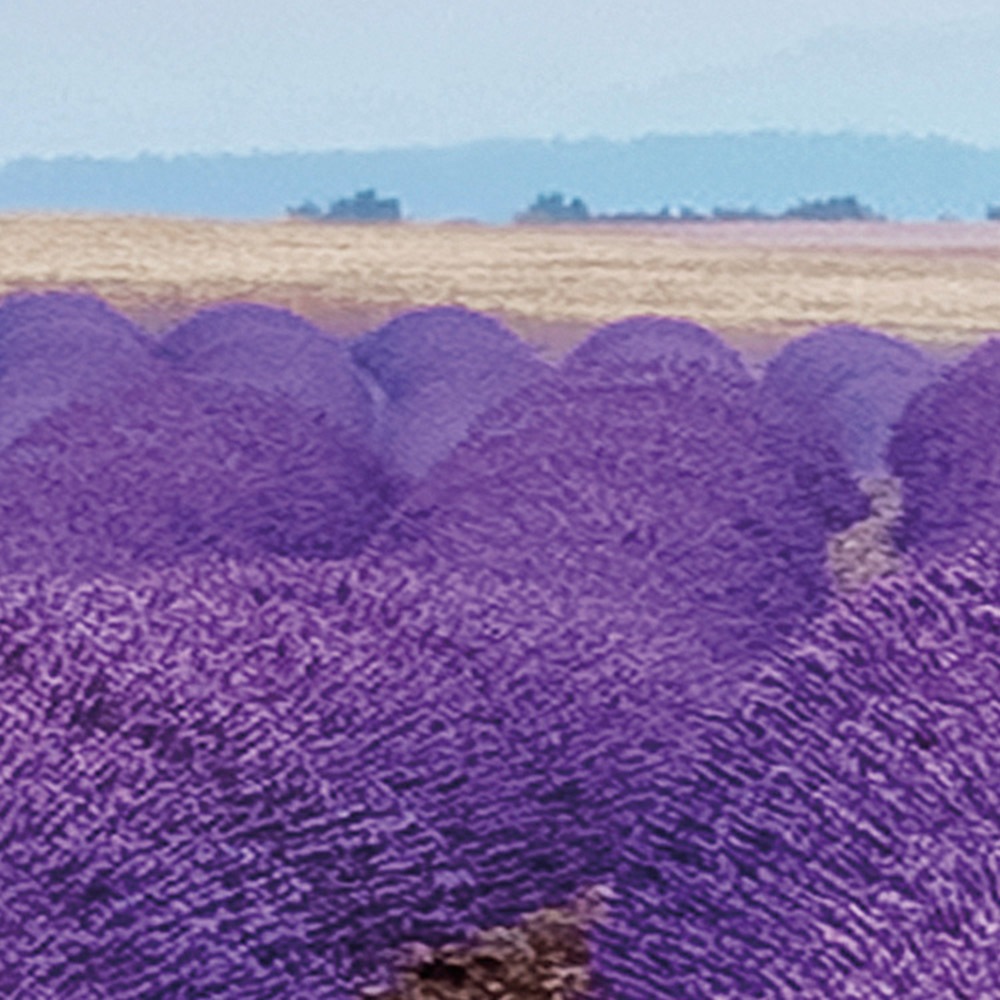 Komar Fototapete »Vlies Fototapete - Provence - Grösse 400 x 260 cm« Motiv | bedruckt glatt