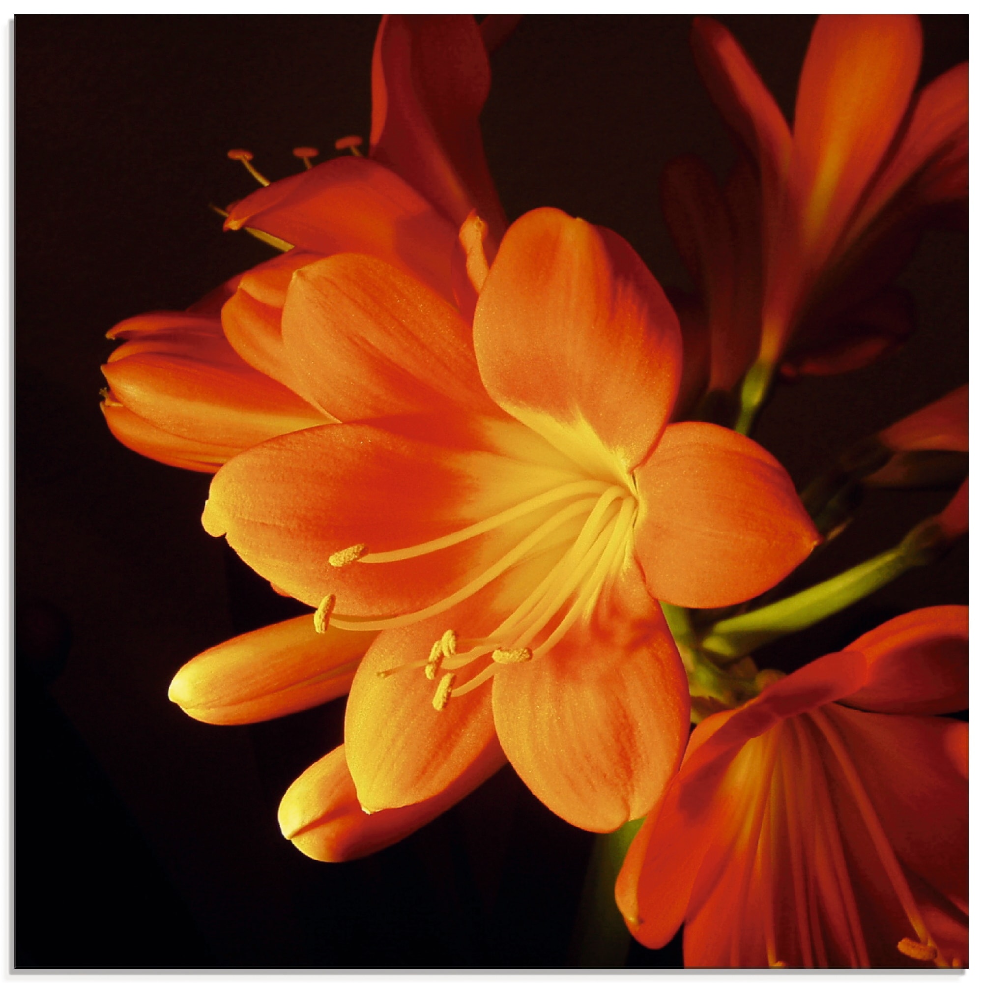Image of Artland Glasbild "Clivie in leuchtendem Orange" Blumen 1 Stk. tlg. in verschiedenen Grössen
