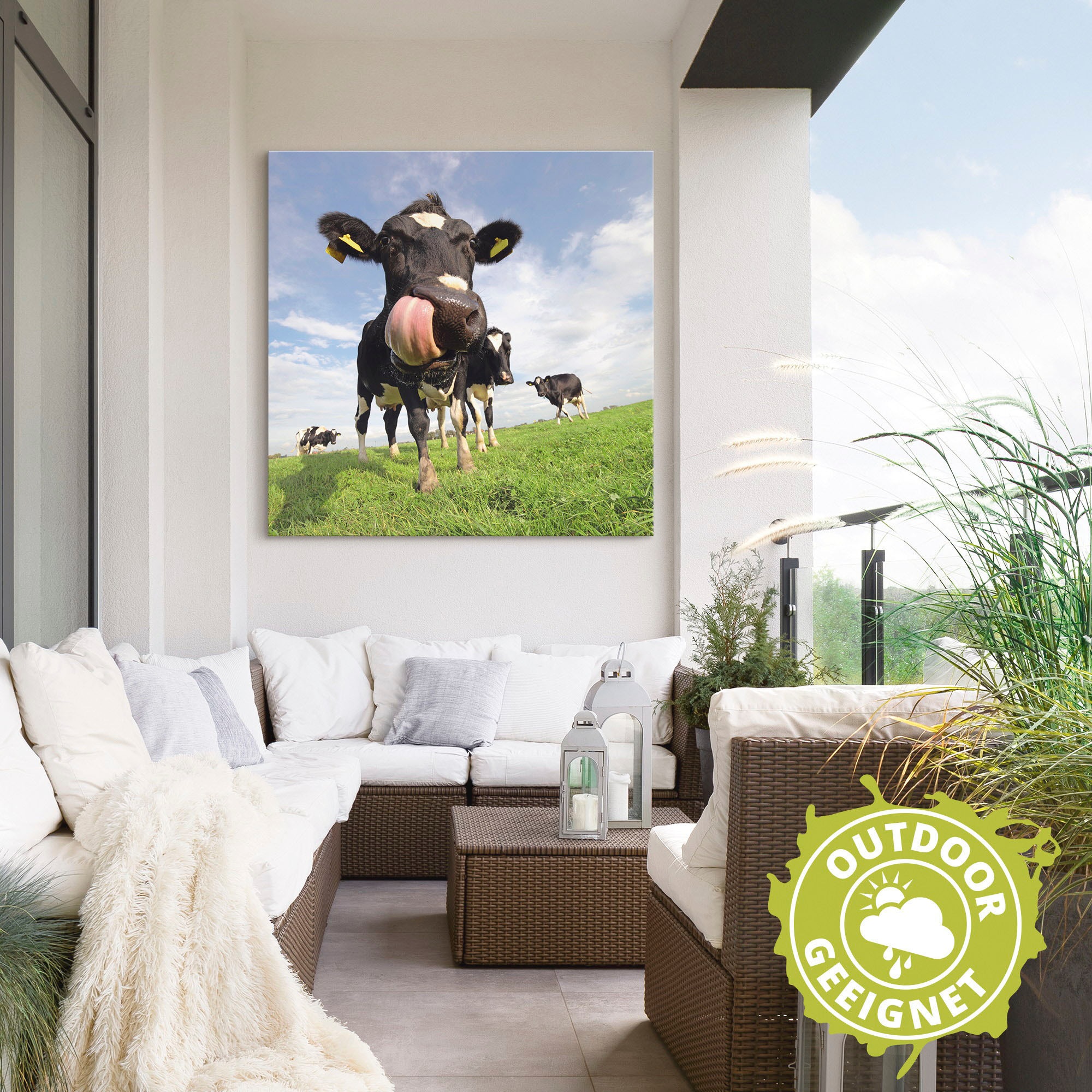 Artland Impression alu-dibond »Holstein-Kuh mit gewaltiger Zunge« 1 cuis tlg. für Innen- und Aussenbereich geeignet, Outdoorbild
