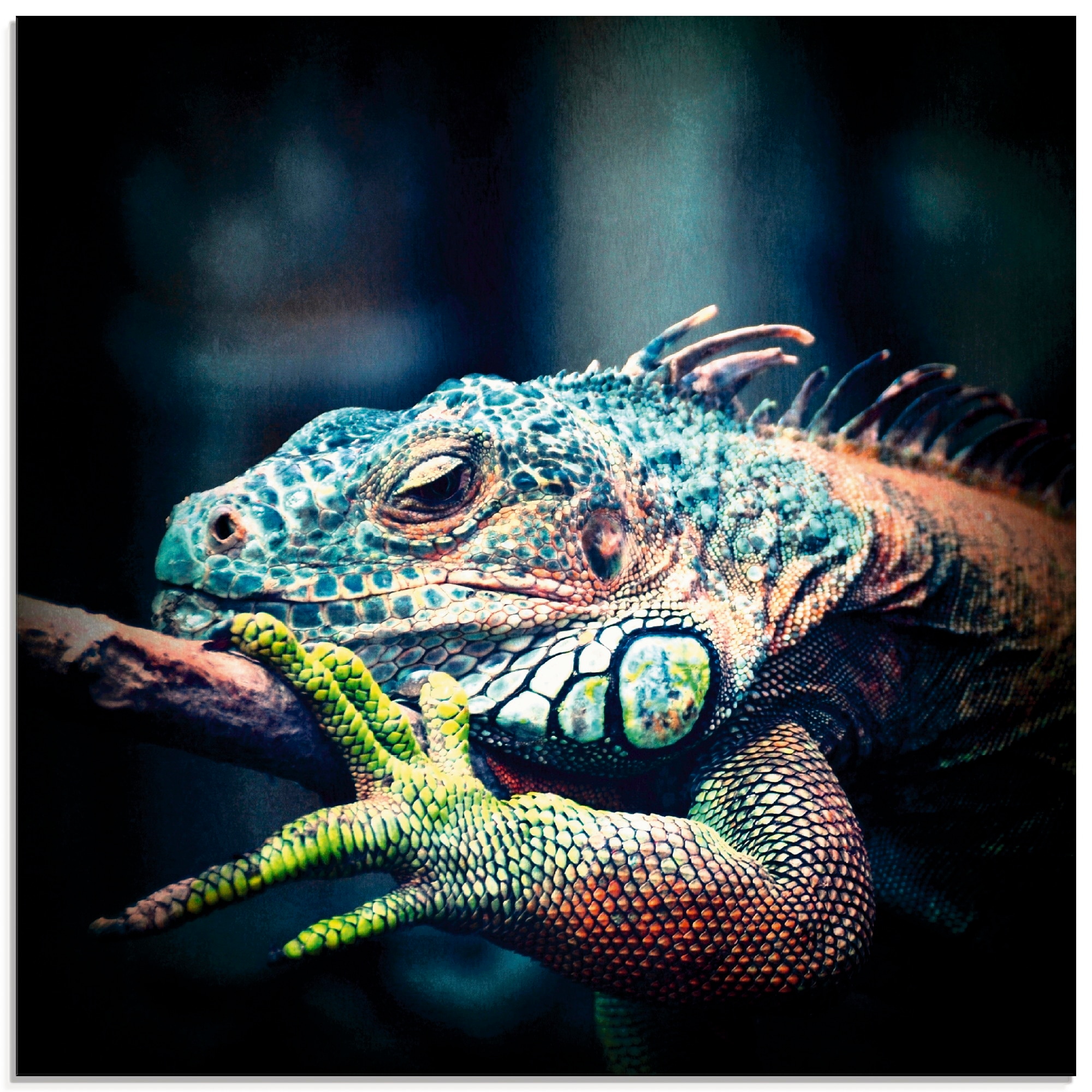 Image of Artland Glasbild "Leguan" Reptilien 1 Stk. tlg. in verschiedenen Grössen