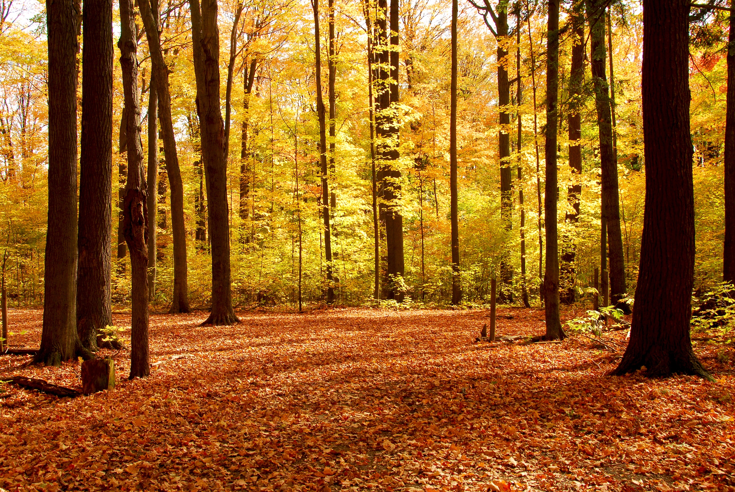 Image of Papermoon Fototapete "Autumn Forest" glatt