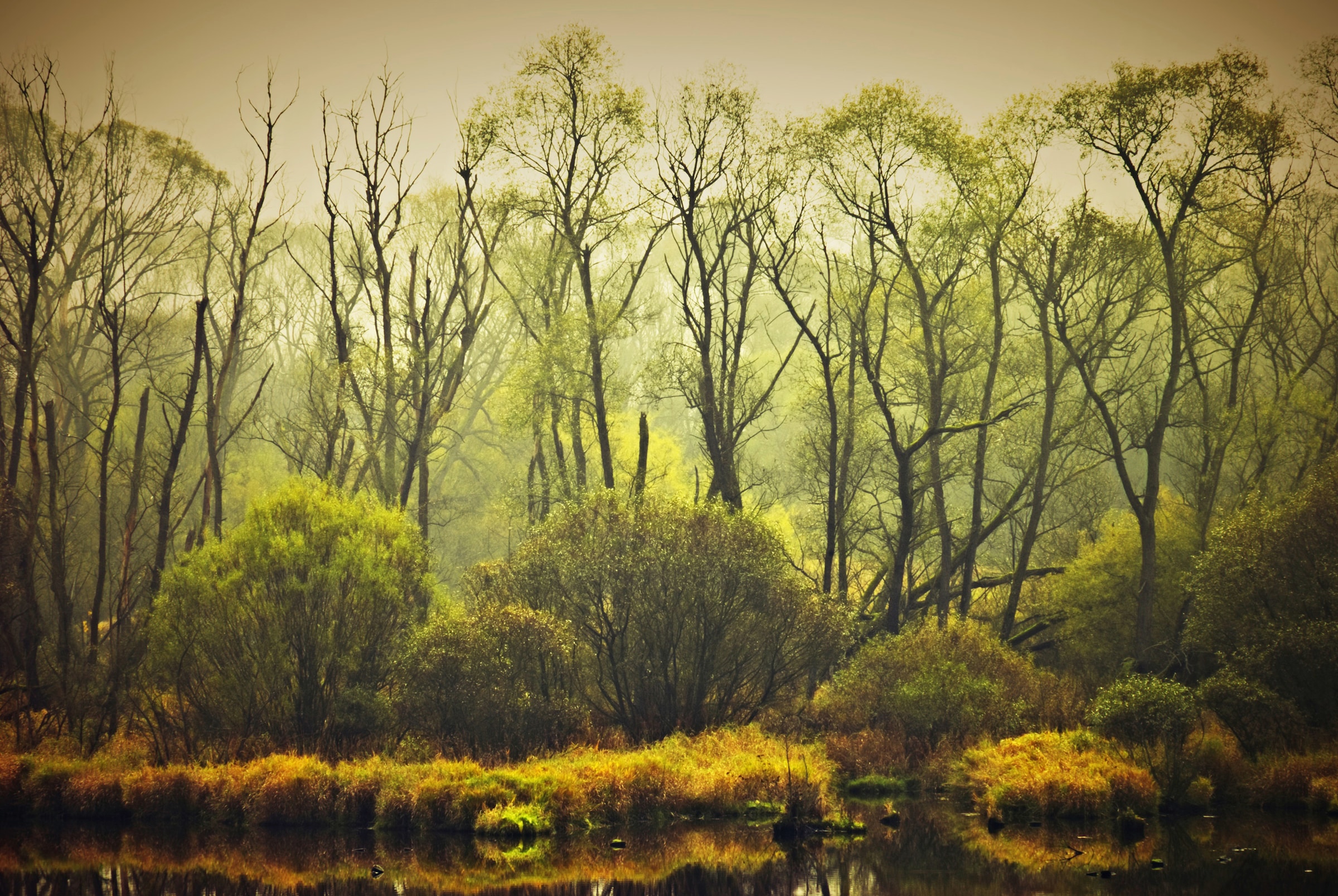 Image of Papermoon Fototapete "BÄUME-NATUR LANDSCHAFT HERBST WALD DSCHUNGEL SEE WÄLDER"