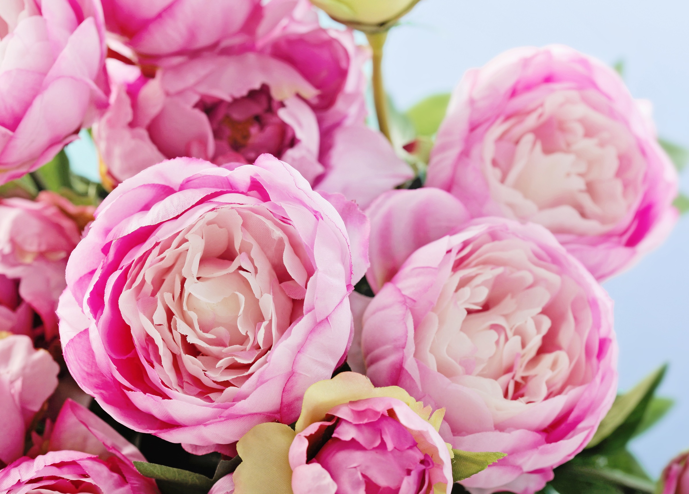 Image of Papermoon Fototapete »Pink Peony Flowers« bei Ackermann Versand Schweiz