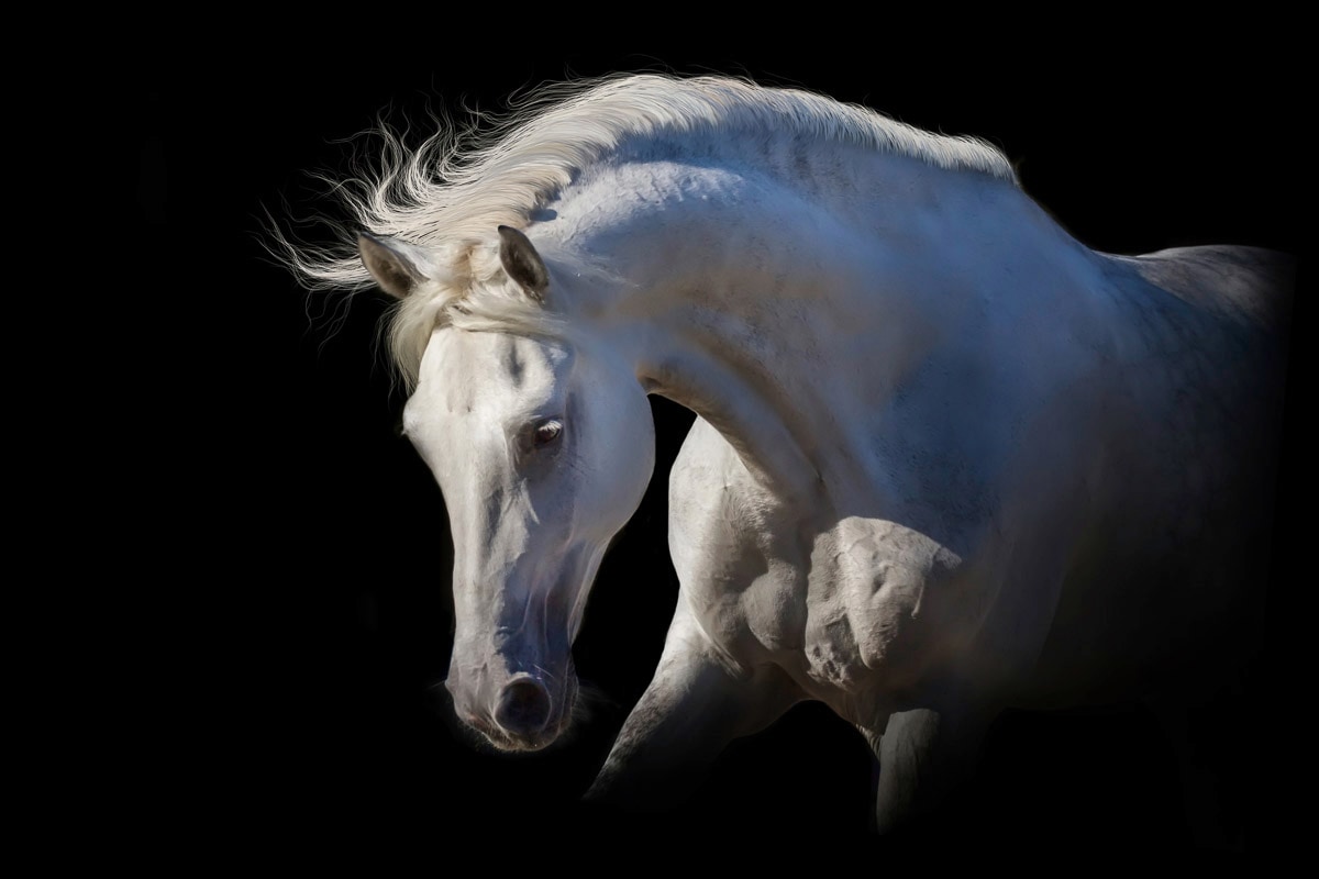 Image of Papermoon Fototapete "Weisses Pferd"